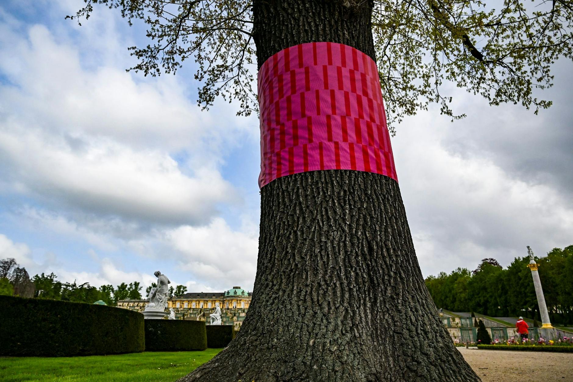 Ein kranker Baum ist vor dem Potsdamer Schloss Sanssouci farblich markiert. In einer Schau soll so das leise Sterben eines der schönsten Parks des Landes symbolisiert werden.