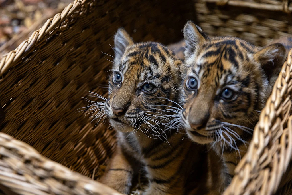 VIDEO: Tiger-Zwillinge vom Tierpark: Zwei süße Jungs brauchen einen Paten