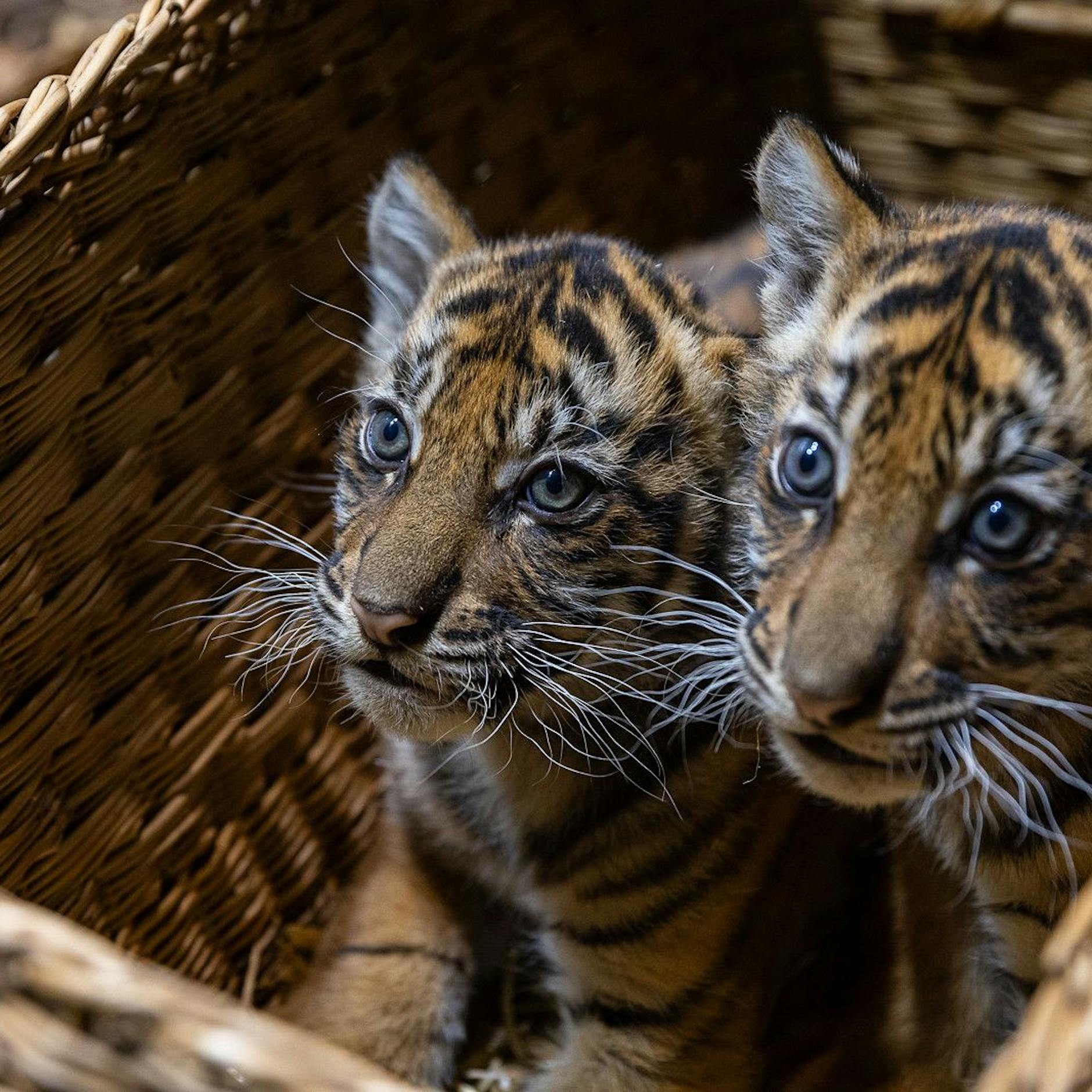 VIDEO: Tiger-Zwillinge vom Tierpark: Zwei süße Jungs brauchen einen Paten