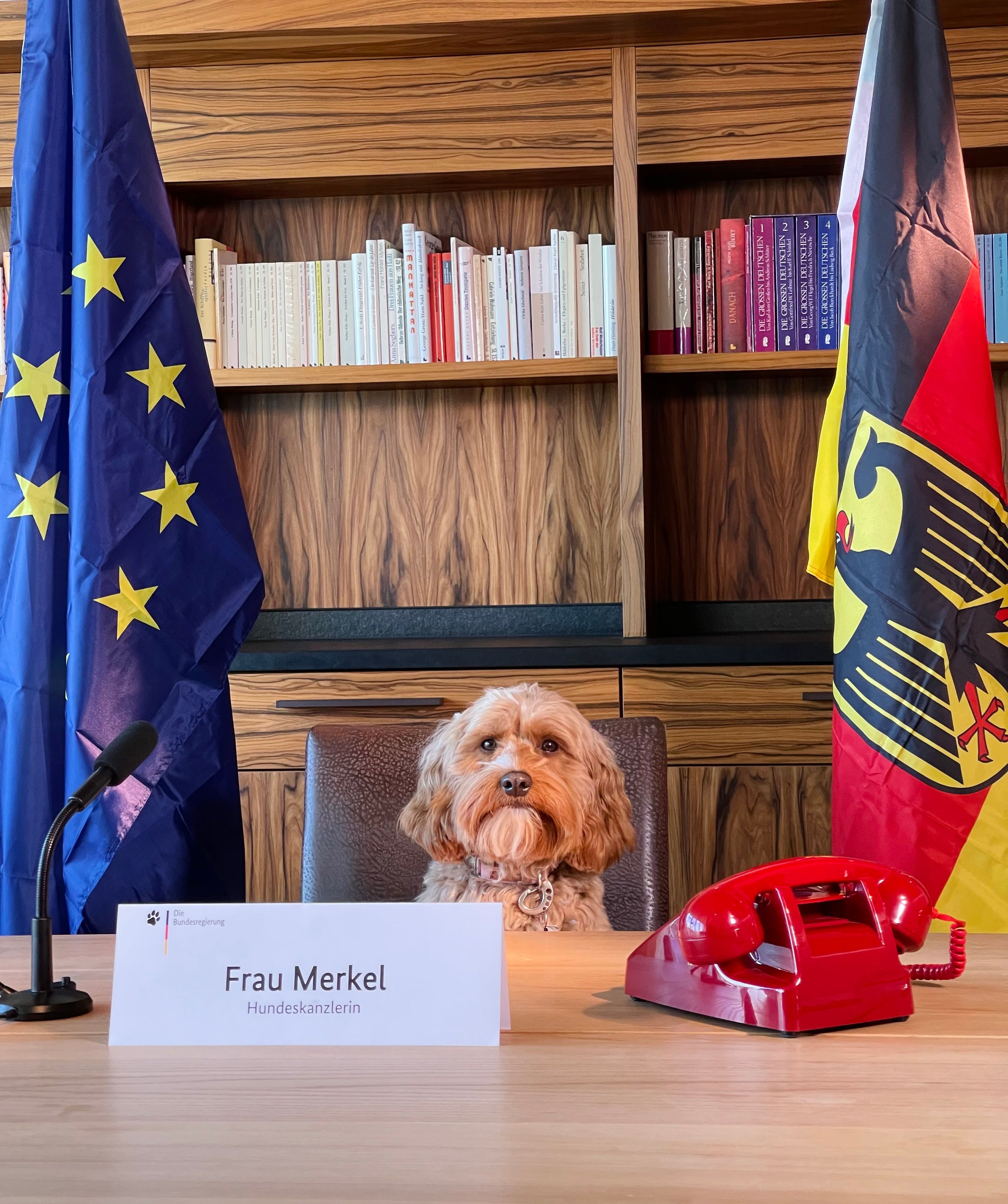 Deutschlands schönster Hund gesucht! DAS sind die witzigsten Fotos