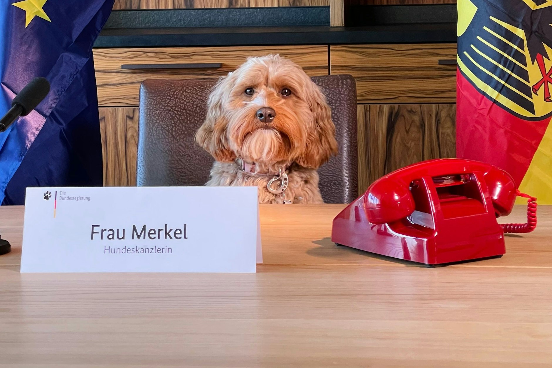 Hat Frau Merkel eine Chance auf das Hundeskanzleramt? Die Hündin wurde von ihren Besitzern stilecht im Kanzler-Setting fotografiert.