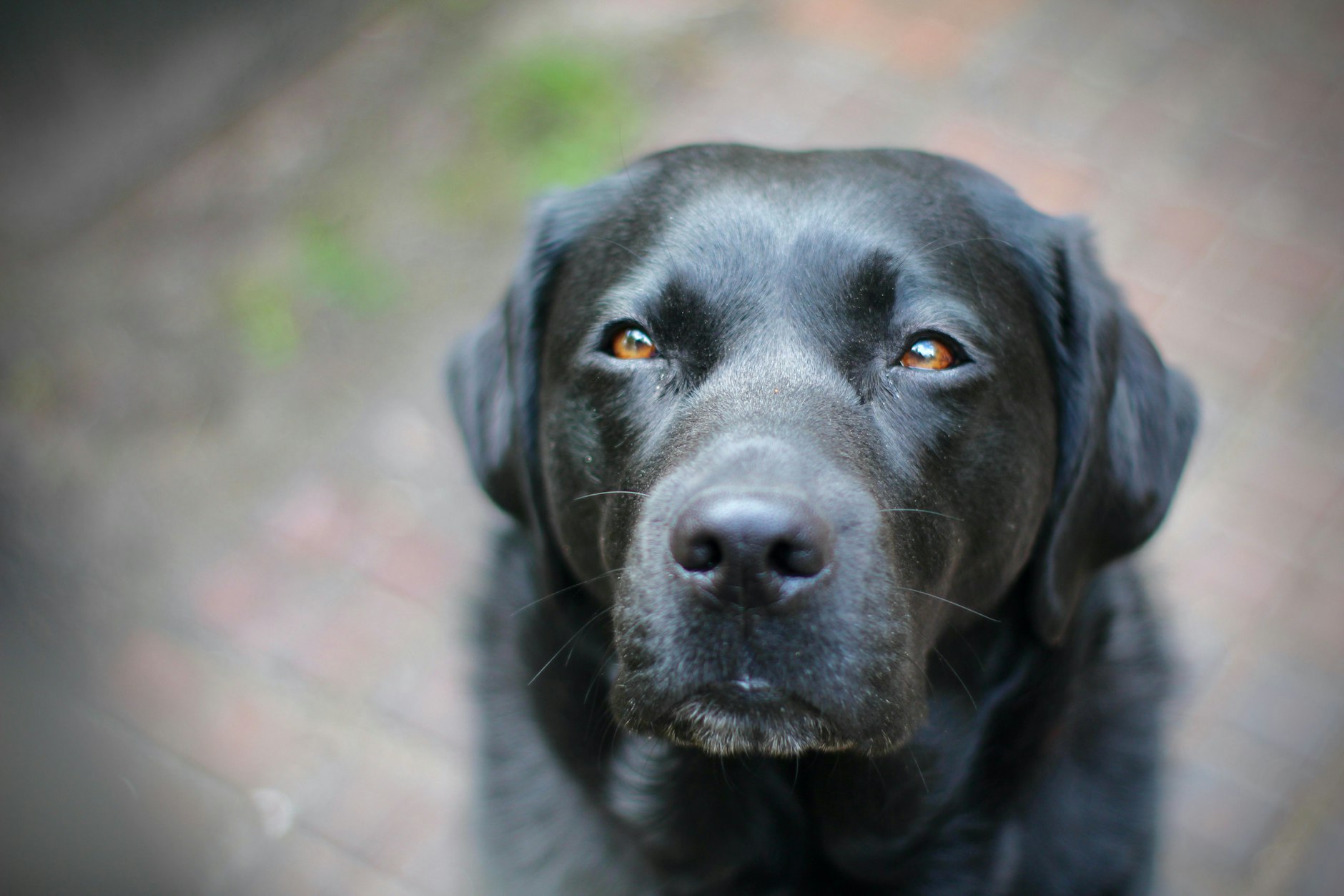 Xena ist Blindenführhündin und hat lebensrettendes Wissen – der KURIER durfte die Labradorhündin bei ihrem Auftrag begleiten.