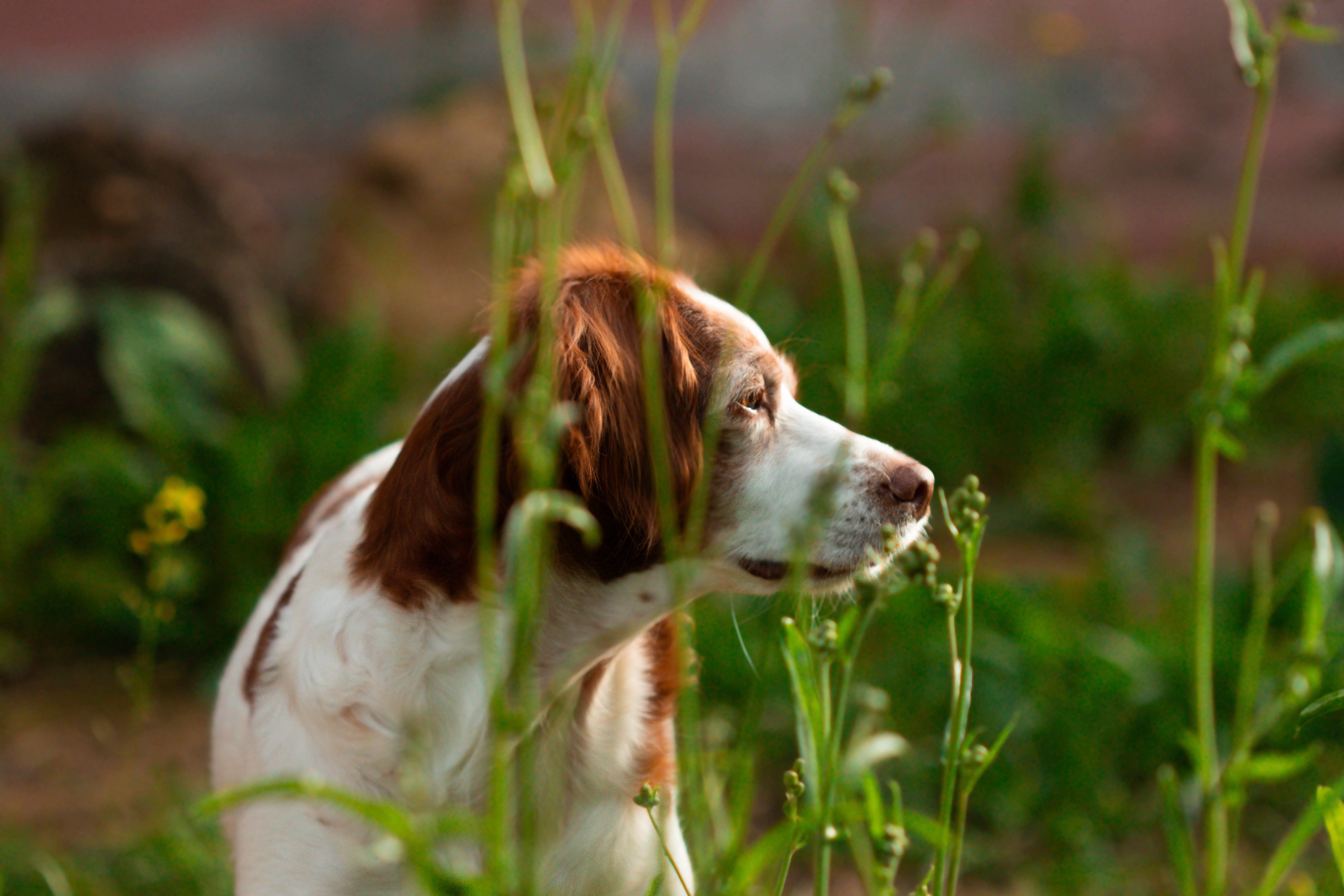 Achtung, Hunde-Besitzer: Tödliches Staupe-Virus geht um!