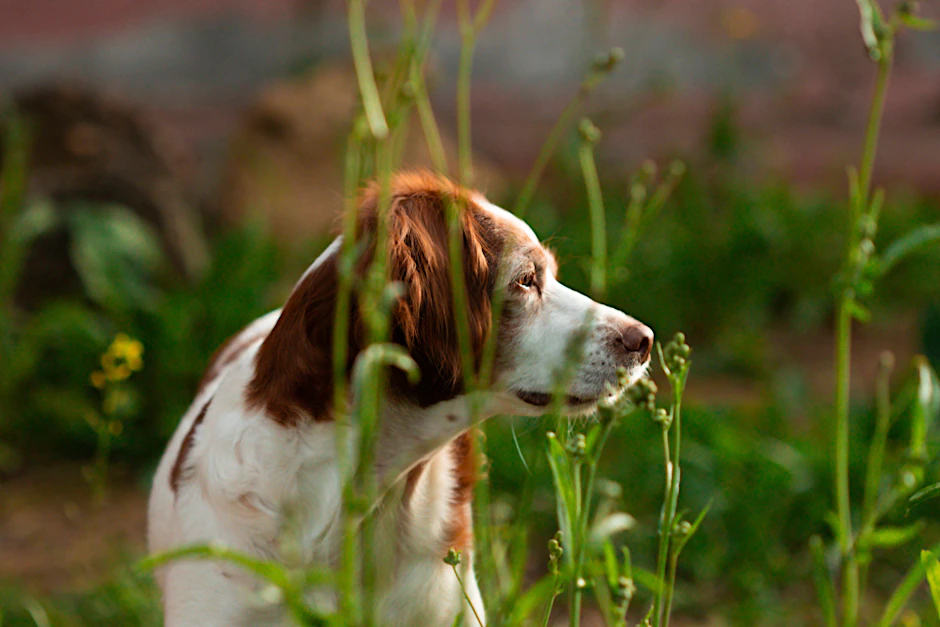Die Staupe grassiert in Deutschland. Hundebesitzer können ihre Lieblinge aber vor dem Virus schützen.