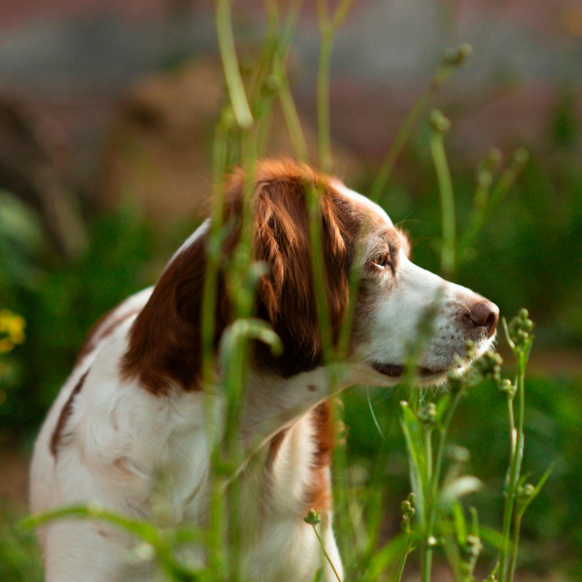 Achtung, Hunde-Besitzer: Tödliches Staupe-Virus geht um!