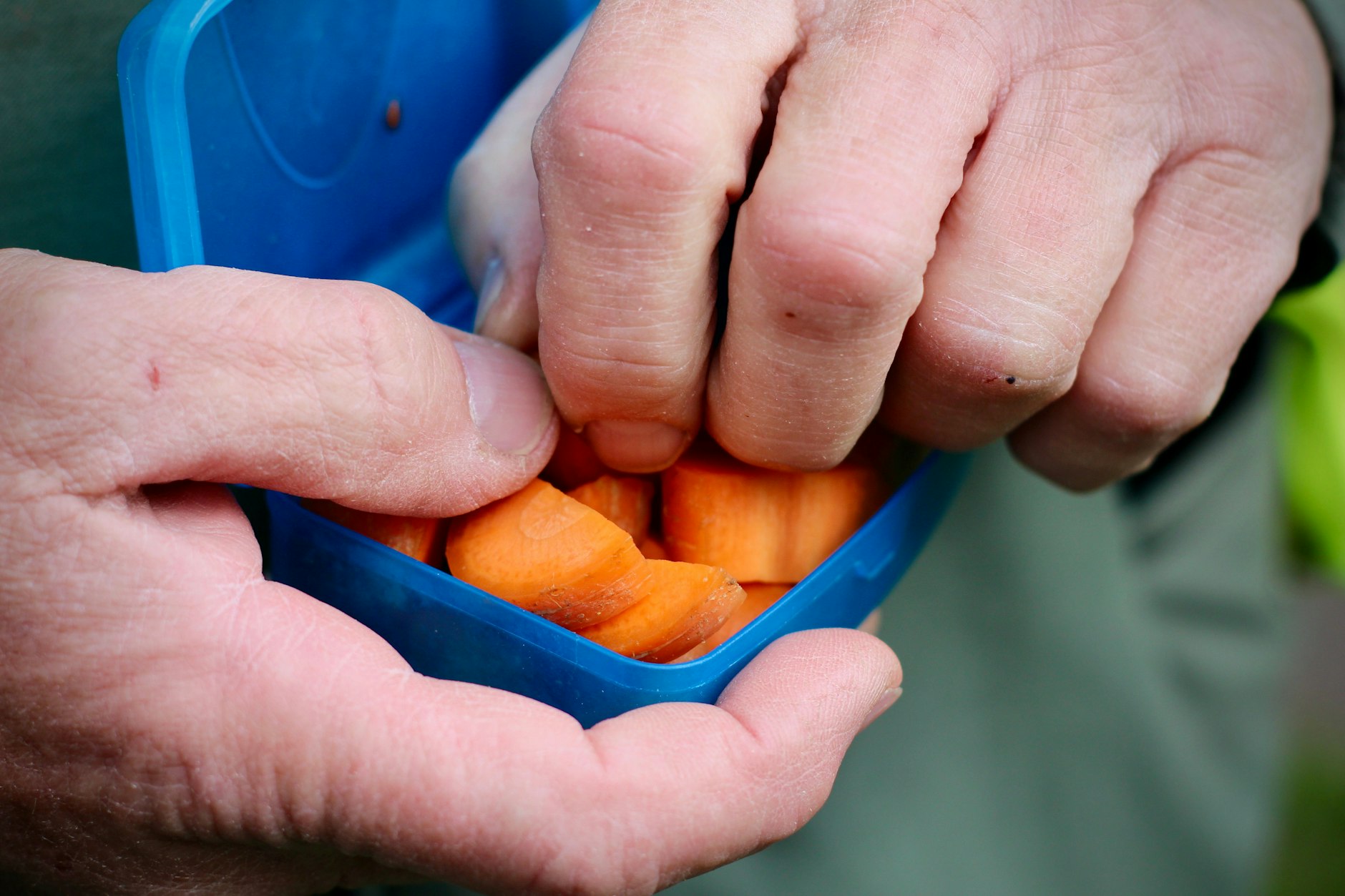 Karotten sind besonders gesunde Leckerlis. Noch dazu ist das Wundergemüse ein echter Leckerbissen für die Fellnasen – und Xena bekommt immer mal wieder Karotten, wenn sie ihr Herrchen richtig versteht und gut mithilft.