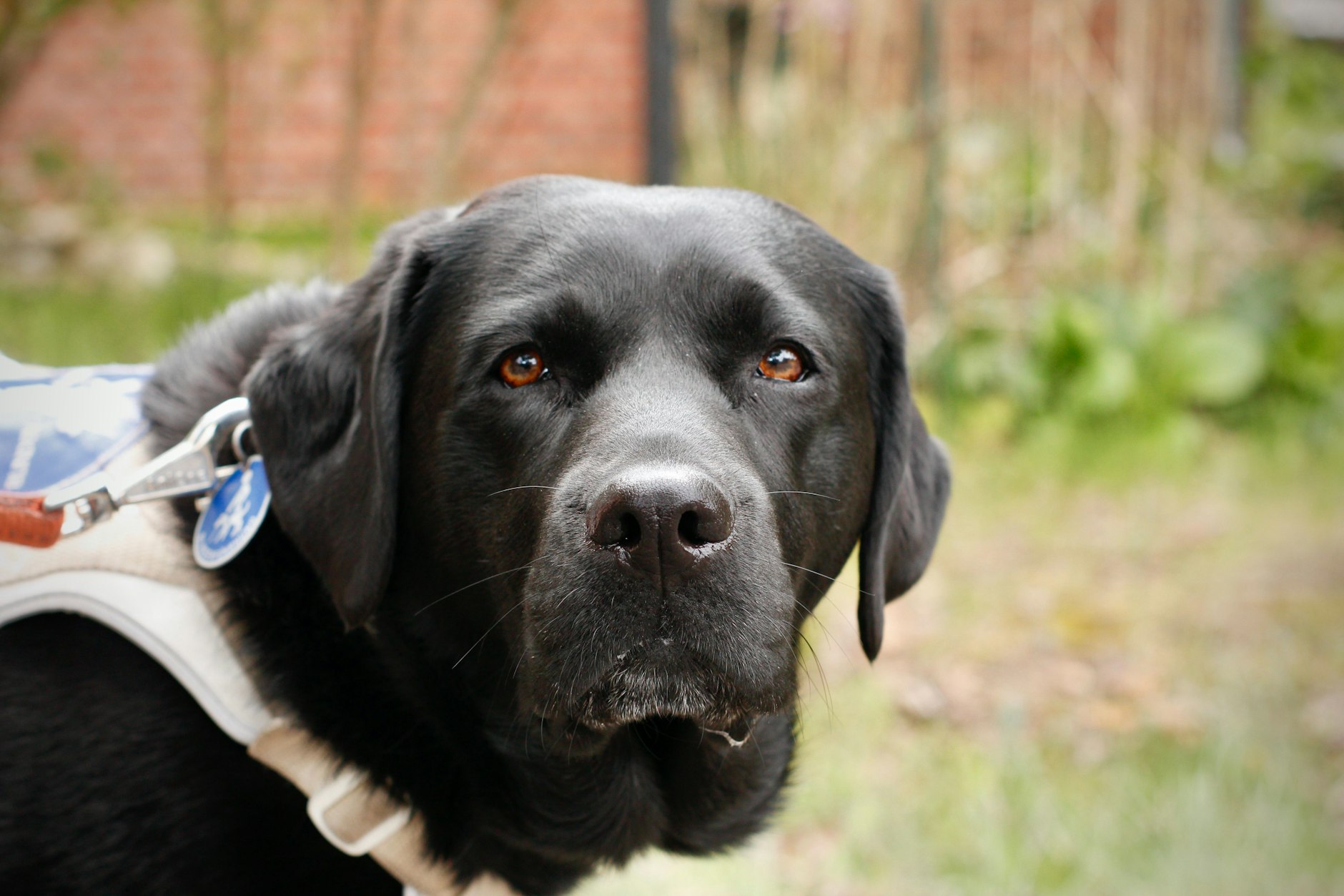 Die Labrador-Retriever-Hündin Xena ist und ein ausgebildeter Blindenführhund. Sie hat eine verantwortungsvolle Aufgabe und führt ihr blindes Herrchen durch den Alltag und durch den Straßenverkehr.