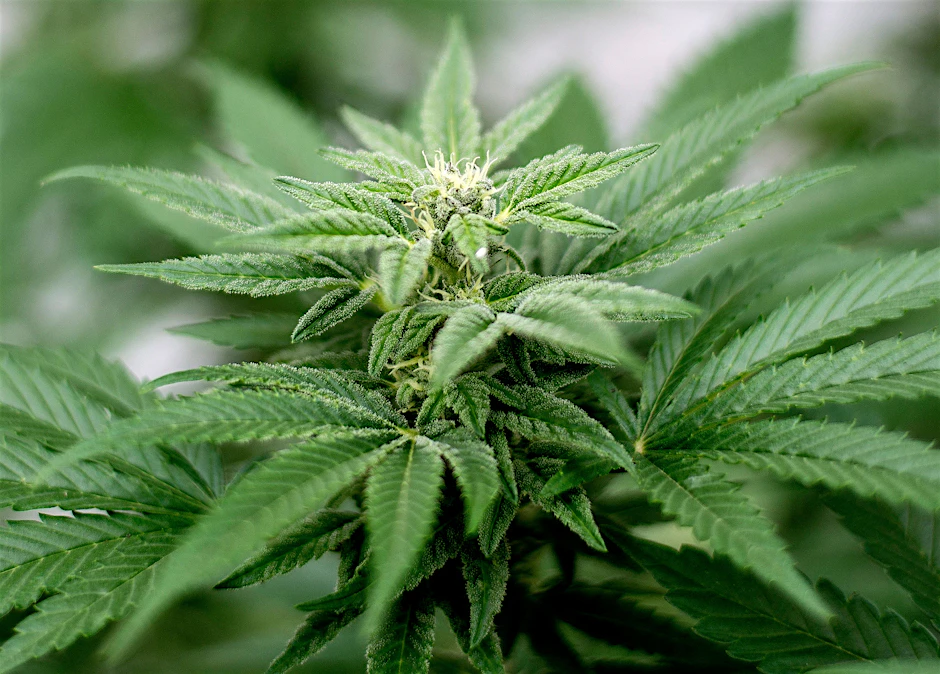 Seit neuestem legal in Deutschland, aber immer noch heftig umstritten: die Cannabis-Pflanze
