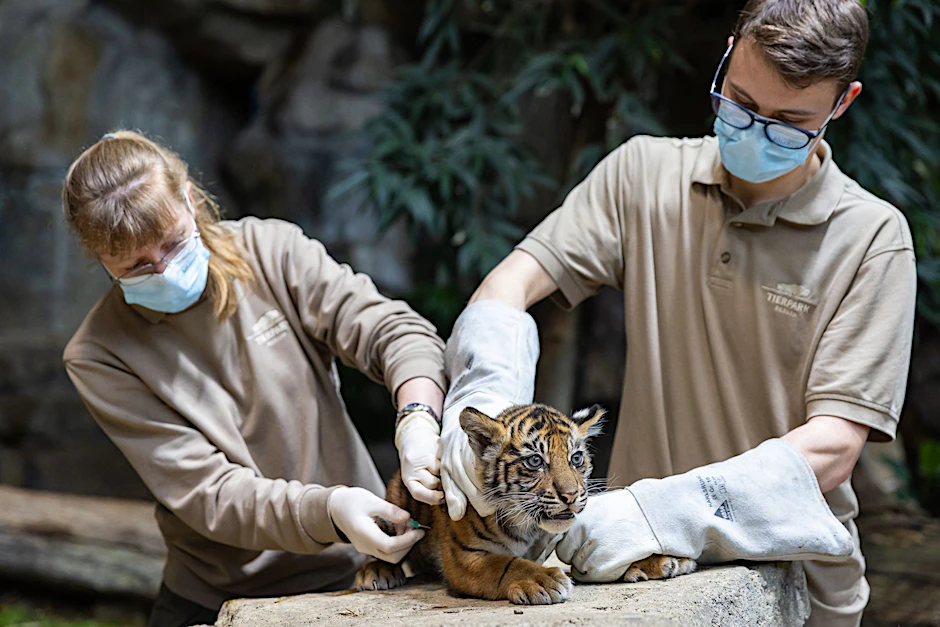 Einer der Sumatra-Tigerzwillinge wird im Tierpark Berlin untersucht.  pa
