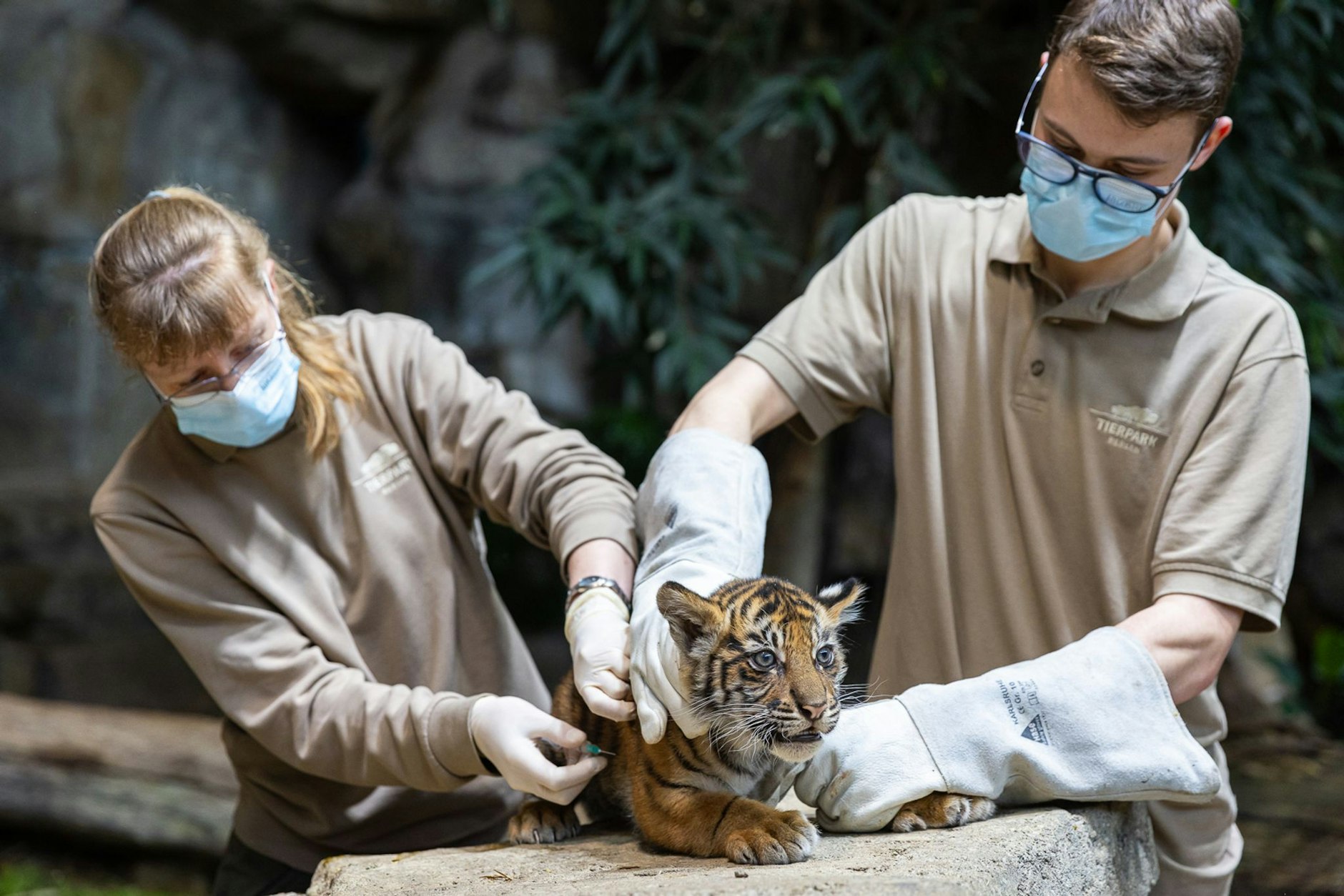 Einer der Sumatra-Tigerzwillinge wird im Tierpark Berlin untersucht.  pa