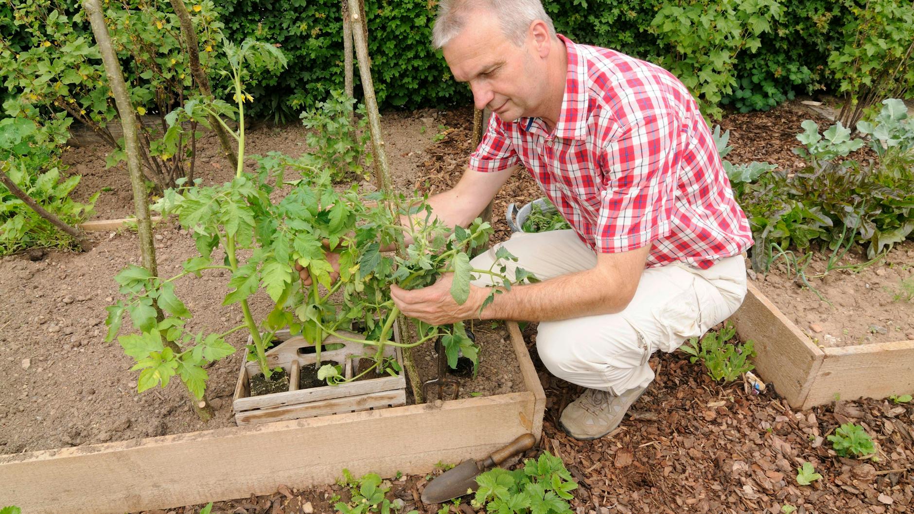 Viele pflanzen Tomaten- und andere Pflanzen erst nach den Eisheiligen im Freiland ein. Doch die Fröste sind höchstwahrscheinlich schon vorbei.
