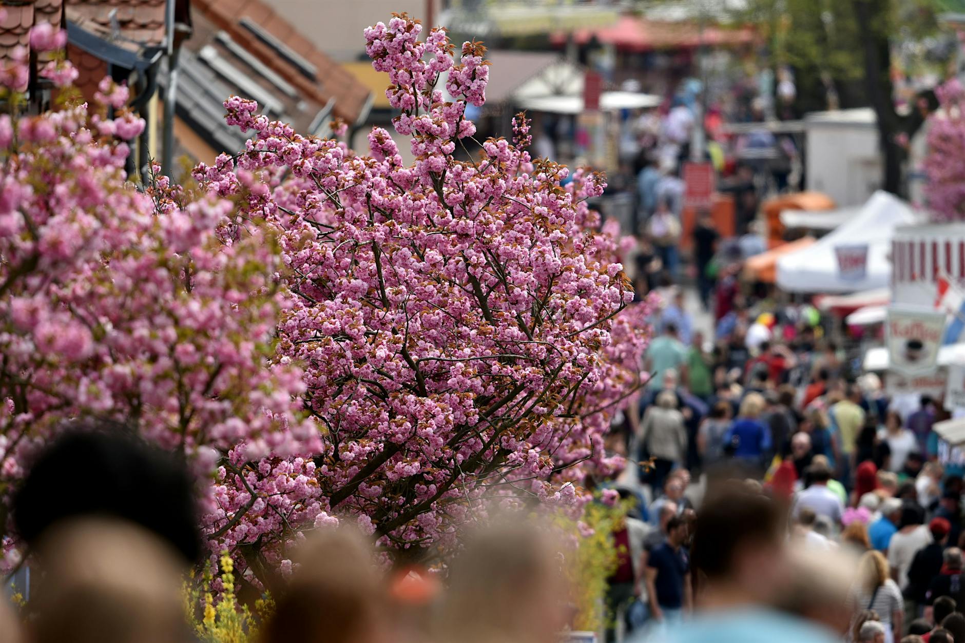 Baumblütenfest in Werder 2024: Alle Infos rund um das beliebte Volksfest