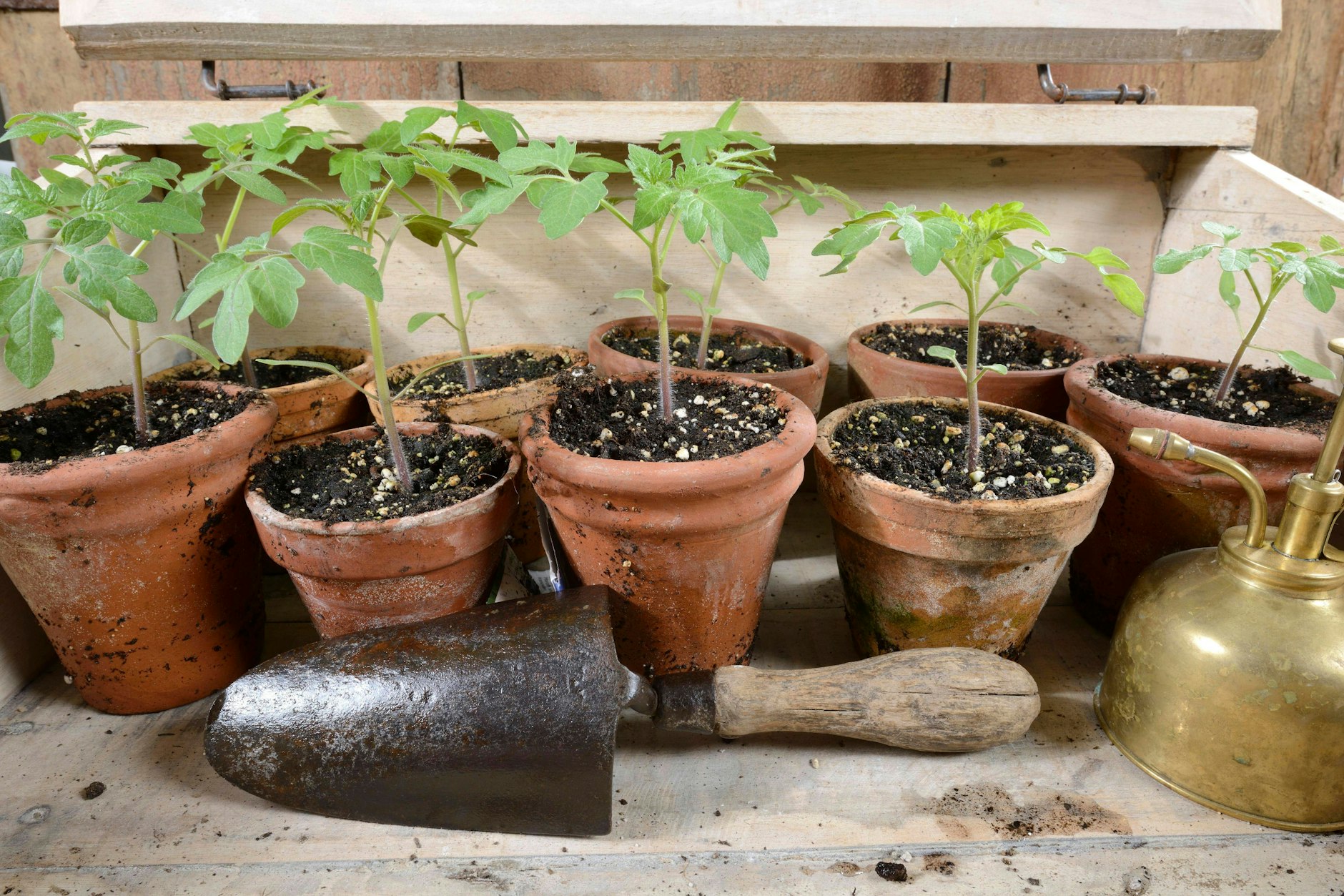 Die Tomatenpflanzen jetzt schon im Freiland einpflanzen? Die Frostwahrscheinlichkeit im Mai ist äußerst gering.