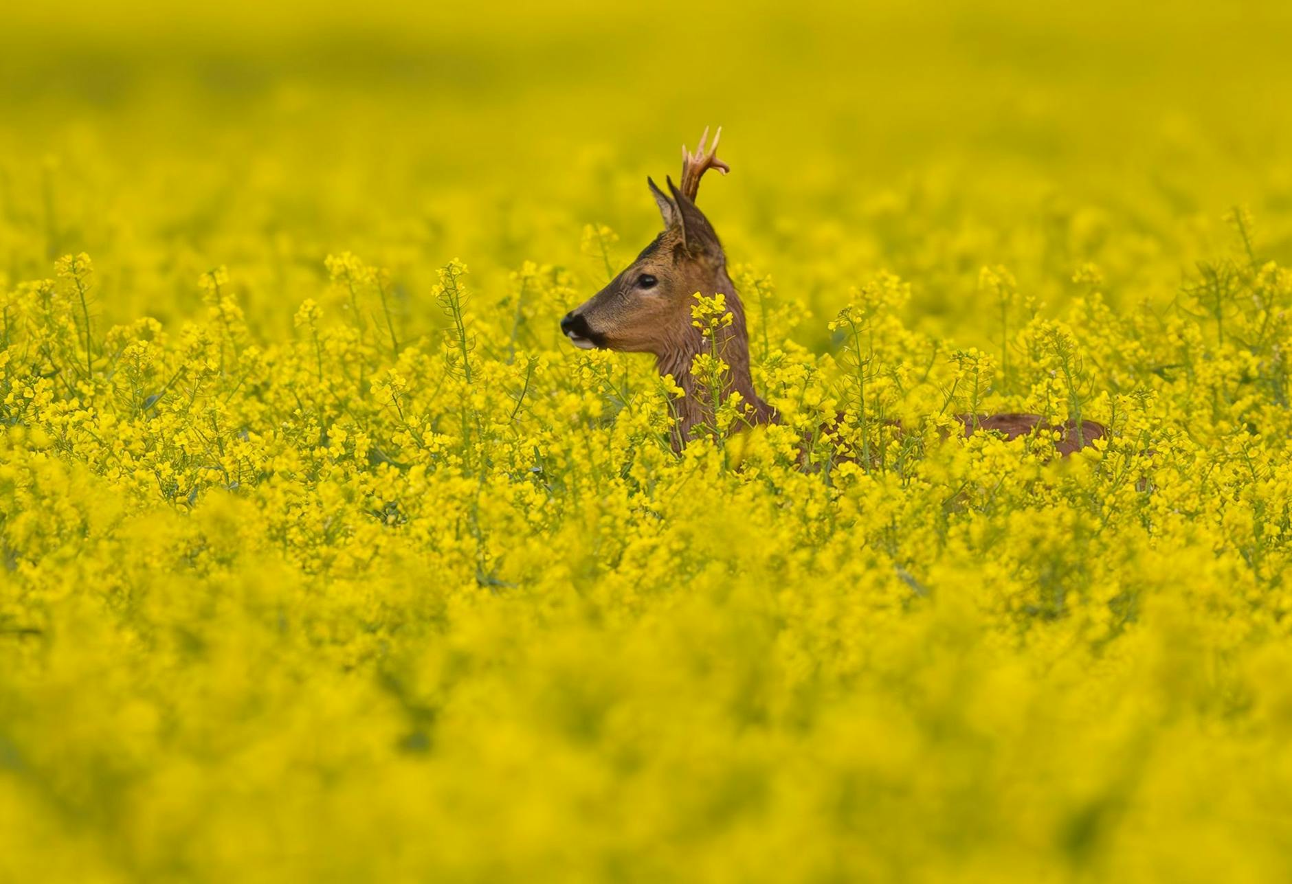 Ein Rehbock steht am frühen Morgen in einem Rapsfeld im Oderbruch im Osten von Brandenburg.