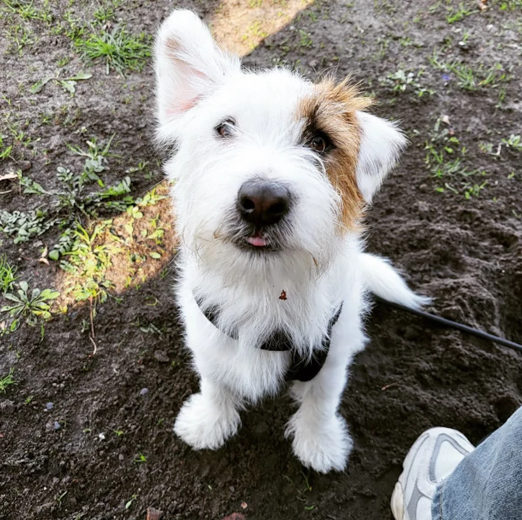 Alfred (2) gehört zu den Gewinnern, doch DIESE Hunde wollen auch Hundeskanzler werden!