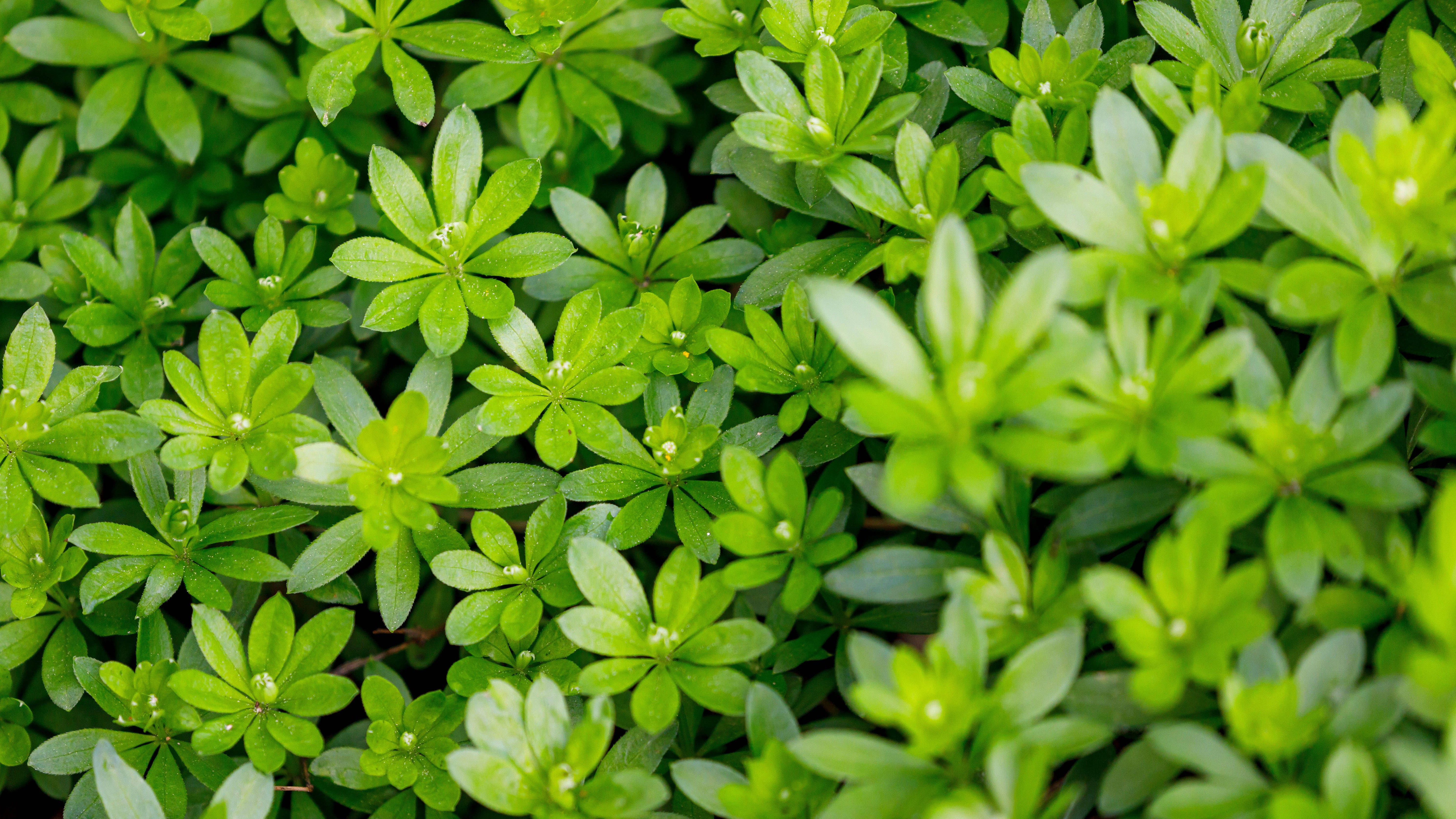 Für die Maibowle brauchen Sie die Blätter vom Waldmeister. 