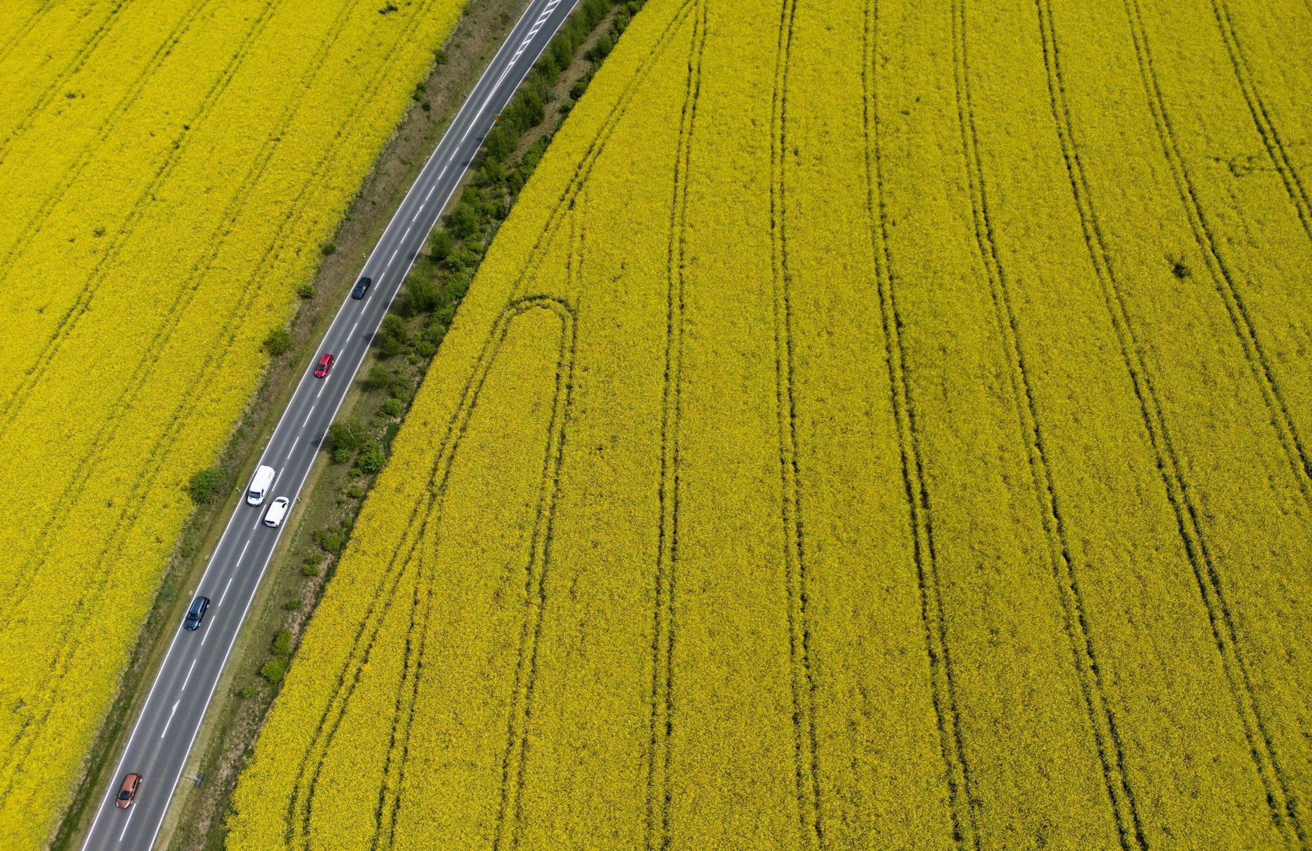 Gelb so weit das Auge reicht: Rapsfelder bei Dresden stehen in voller Blüte.  