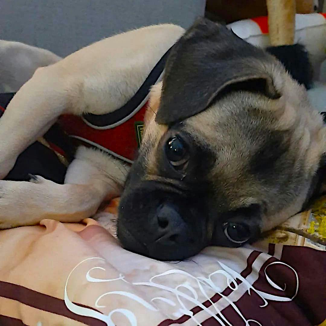Cora ist 2,5 Jahre alt und sehr verspielt, liebt alles und jeden. Sie ist ein Sportmops und anders als viele ihrer Artgenossen gesund. Sie kommt aus Berlin-Lankwitz und kennt ihr Gegend. Wer sie kennt, kann sich nur in sie verlieben. Sie möchte gern zeigen, dass der Mops auch Kanzler kann.