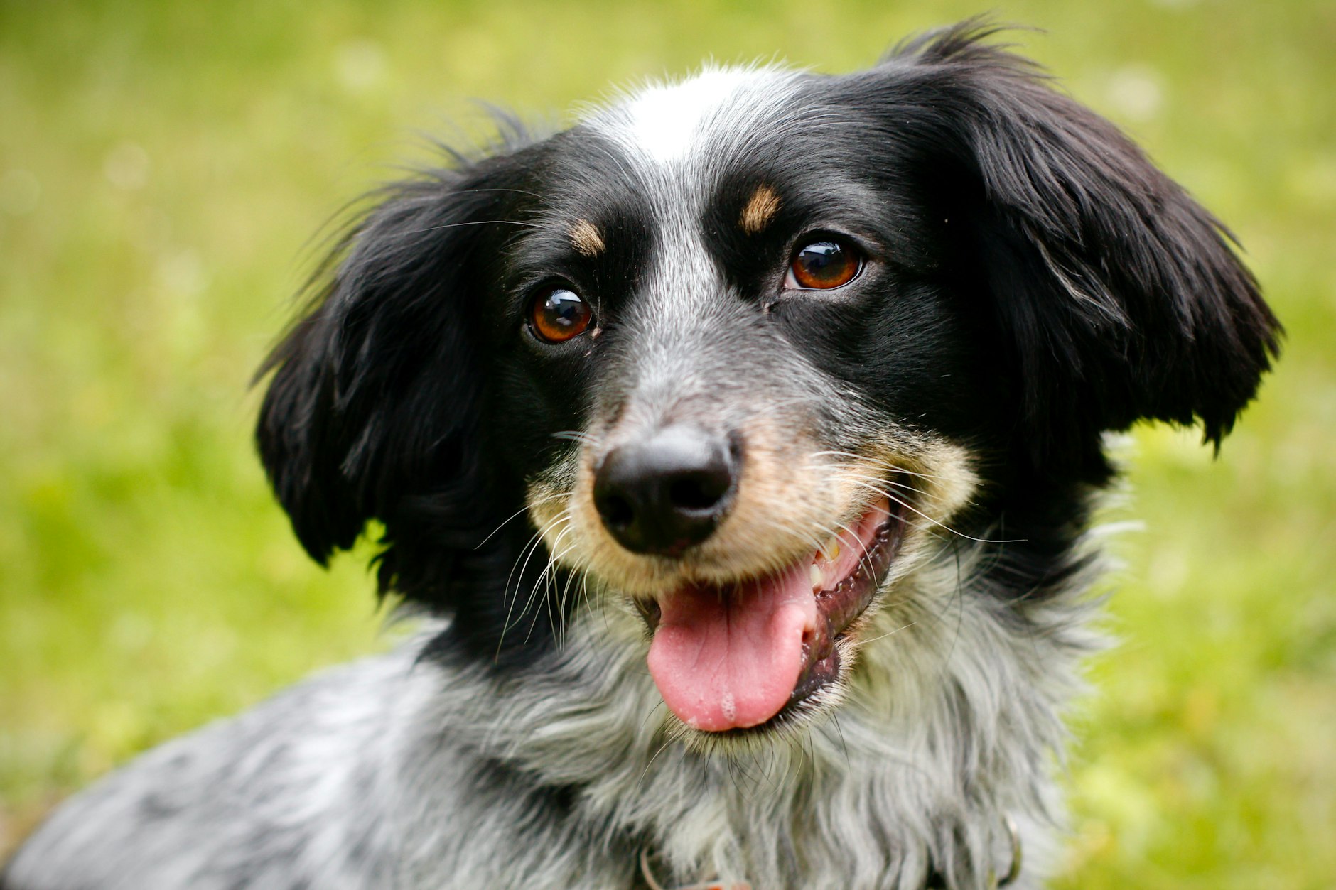 Billy ist ein superfreundlicher und charmanter Hund – und zeigt sich gerne von seiner besten Seite.