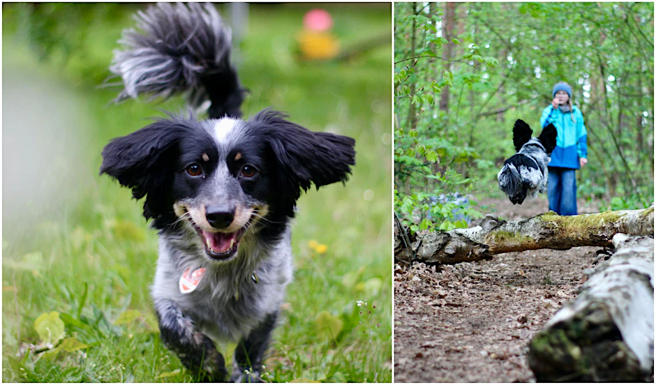 Ruby (9) und ihr bester vierbeiniger Freund Billy. Der kann sogar fliegen – so sieht es jedenfalls auf dem Foto aus.