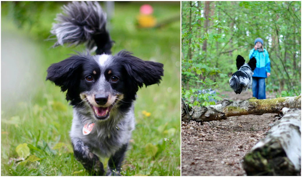 Ruby (9) über ihren geretteten Hund Billy: „Er ist wie mein Bruder!“
