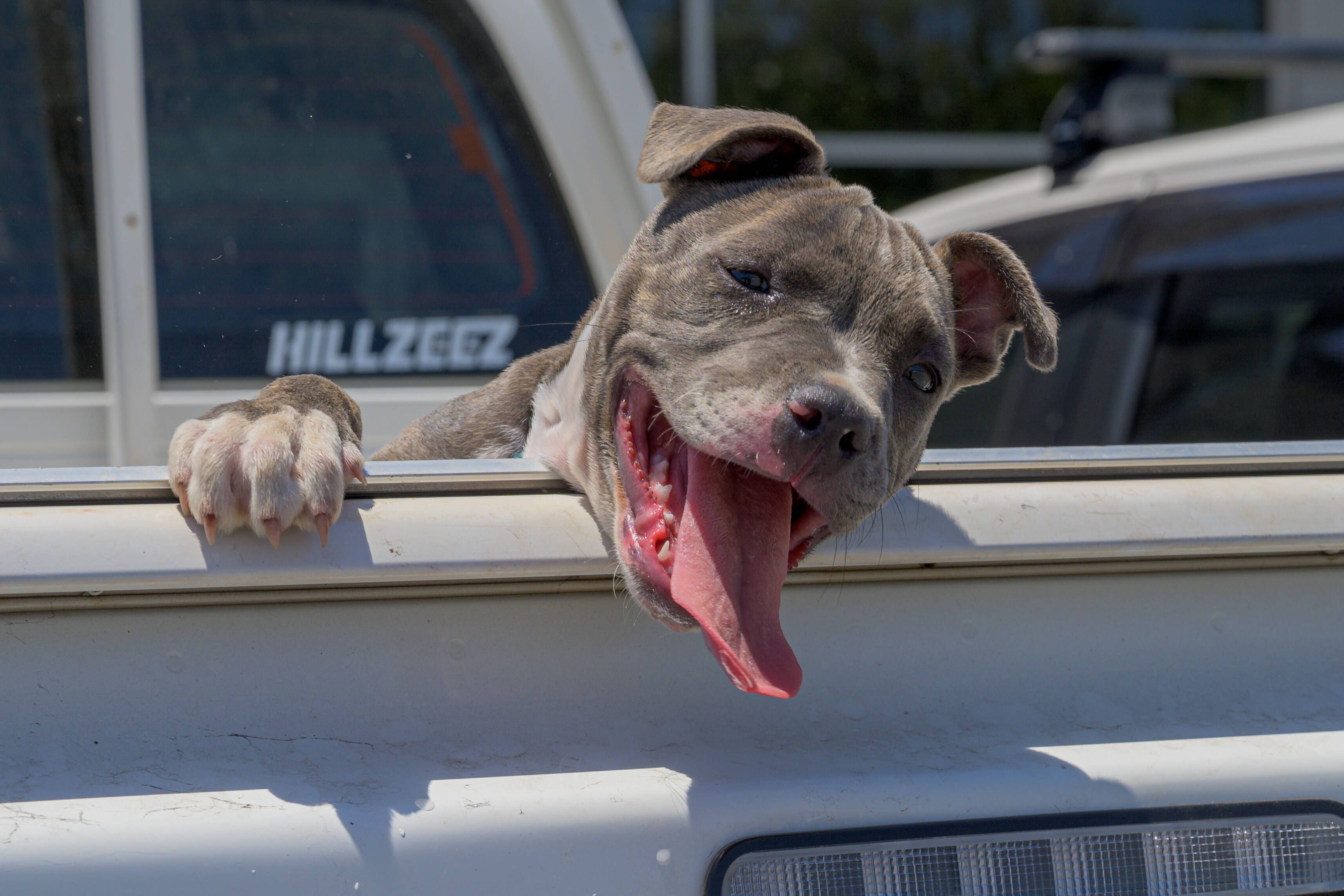 Image - Hitze-Soforthilfe! SO verschaffen Sie Ihrem Hund Abkühlung