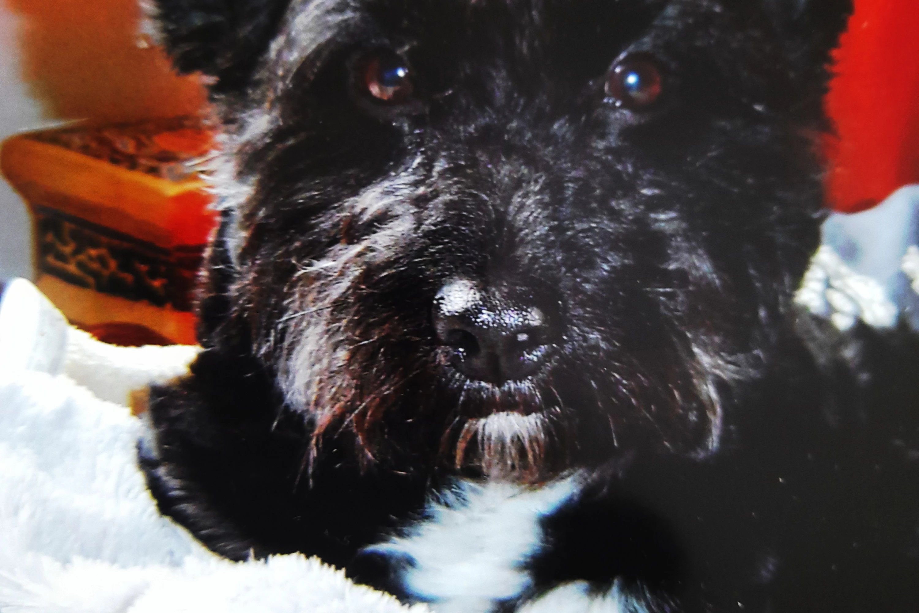 Das ist Lina, ein Cairnterrier. Lina wird dieses Jahr bereits 19 Jahre alt und die ersten Wehwehchen sind da. Sie ist immer schon ein Kämpfer gewesen, liebt ihre Kuscheltiere, ihre Familie und Freunde. Sie wäre der ideale Hundeskanzler, da sie Stärke und Kampfgeist besitzt und sich mit vielen arrangiert.