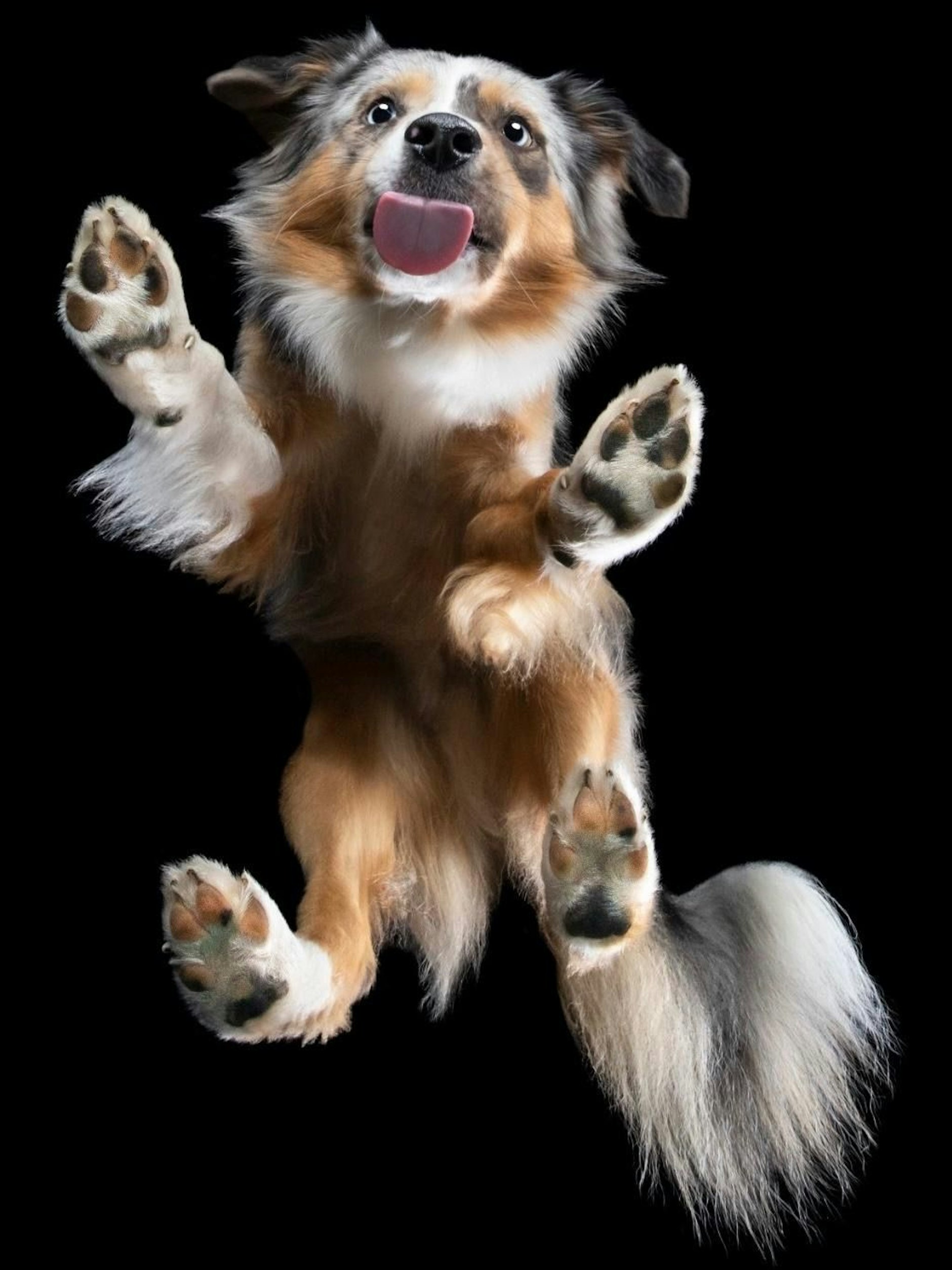 Mini American Shepherd Lenni gehörte bereits zu den Gewinnern der Vorwoche und nimmt auch an der neuen Runde teil, um in die Endauswahl zum Hundeskanzler zu kommen.