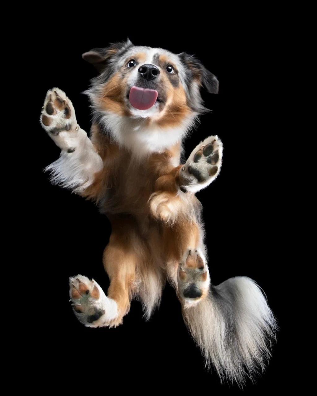 Entscheiden Sie: Welcher dieser Süßen wird schönster Hund Deutschlands?