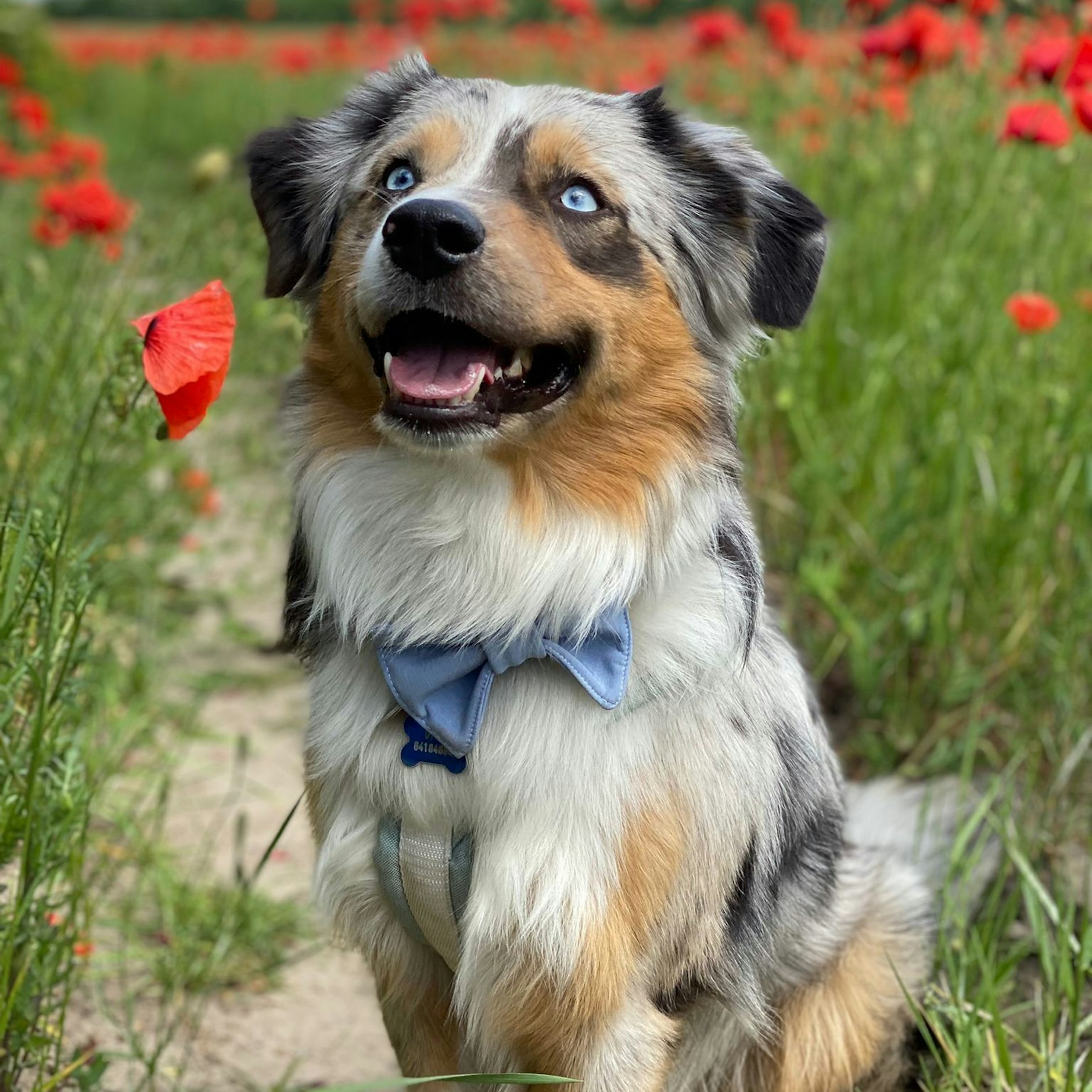 Lenni ist ein Mini American Shepherd (Mini Aussie). Er liebt es, Tricks zu erlernen. Er ist super schlau, aber auch ein kleiner Quatschkopf und sooo lustig, so beschreibt ihn sein Frauchen.