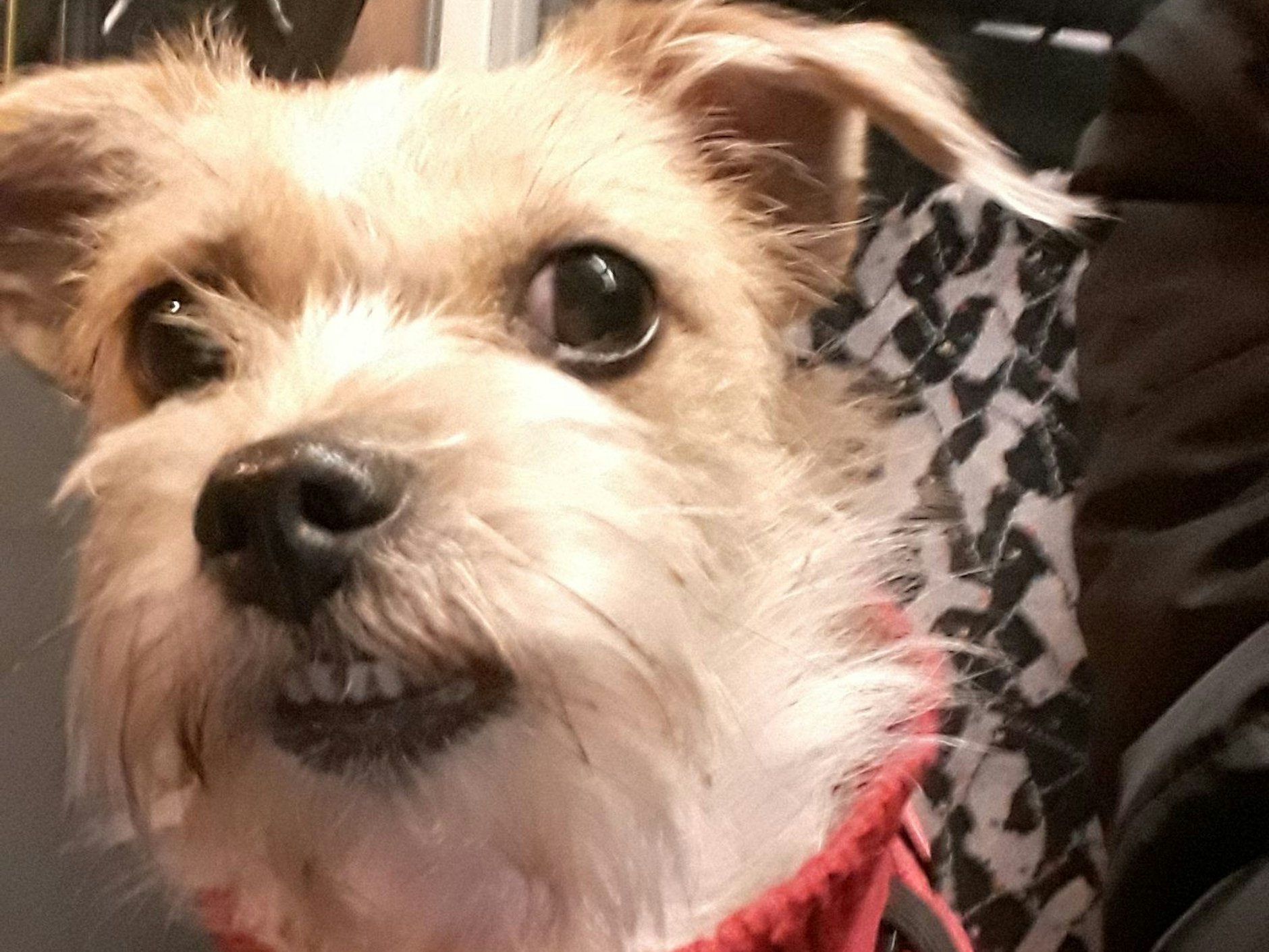 Mein Name ist Roxy. Ich bin fast 4 Jahre alt und eine kleine Terriermixdame. Roxy mag andere Hunde und fährt gerne Bus und Tram. Als Wohnbereichshund animiert sie die Bewohner und das Personal zum Spielen und Streicheln, während Frauchen ihrer Arbeit nachgeht.Die Bewohner freuen sich sehr, wenn sie die kleine Maus sehen und wenn jemand gerade traurig ist, kann Roxy in kurzer Zeit die Situation ändern.