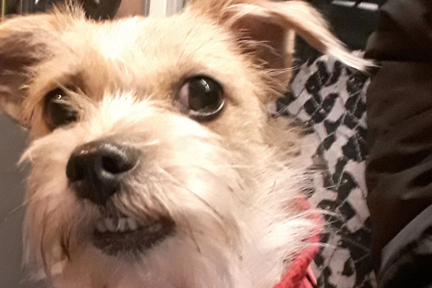 Mein Name ist Roxy. Ich bin fast 4 Jahre alt und eine kleine Terriermixdame. Roxy mag andere Hunde und fährt gerne Bus und Tram. Als Wohnbereichshund animiert sie die Bewohner und das Personal zum Spielen und Streicheln, während Frauchen ihrer Arbeit nachgeht. Die Bewohner freuen sich sehr, wenn sie die kleine Maus sehen und wenn jemand gerade traurig ist, kann Roxy in kurzer Zeit die Situation ändern.