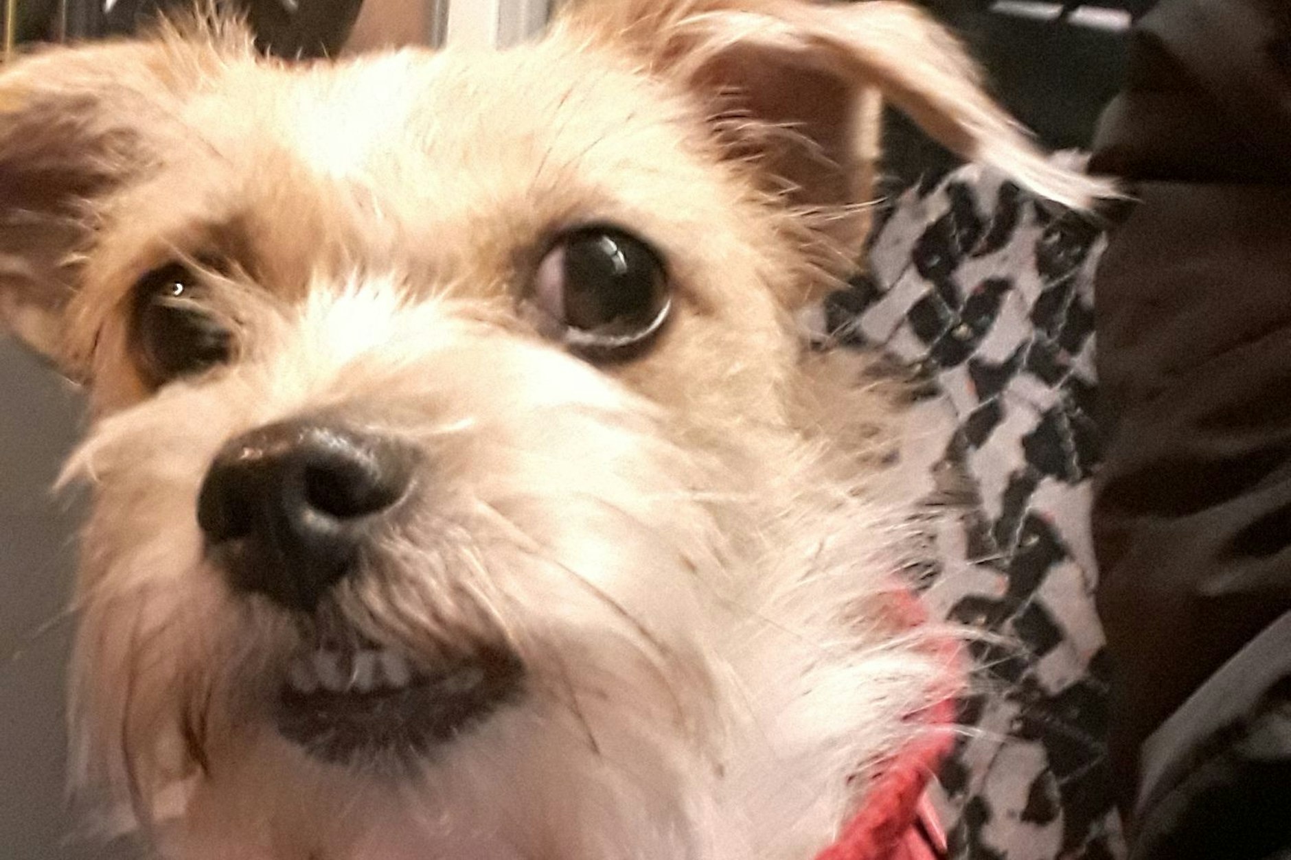 Mein Name ist Roxy. Ich bin fast 4 Jahre alt und eine kleine Terriermixdame. Roxy mag andere Hunde und fährt gerne Bus und Tram. Als Wohnbereichshund animiert sie die Bewohner und das Personal zum Spielen und Streicheln, während Frauchen ihrer Arbeit nachgeht. Die Bewohner freuen sich sehr, wenn sie die kleine Maus sehen und wenn jemand gerade traurig ist, kann Roxy in kurzer Zeit die Situation ändern.