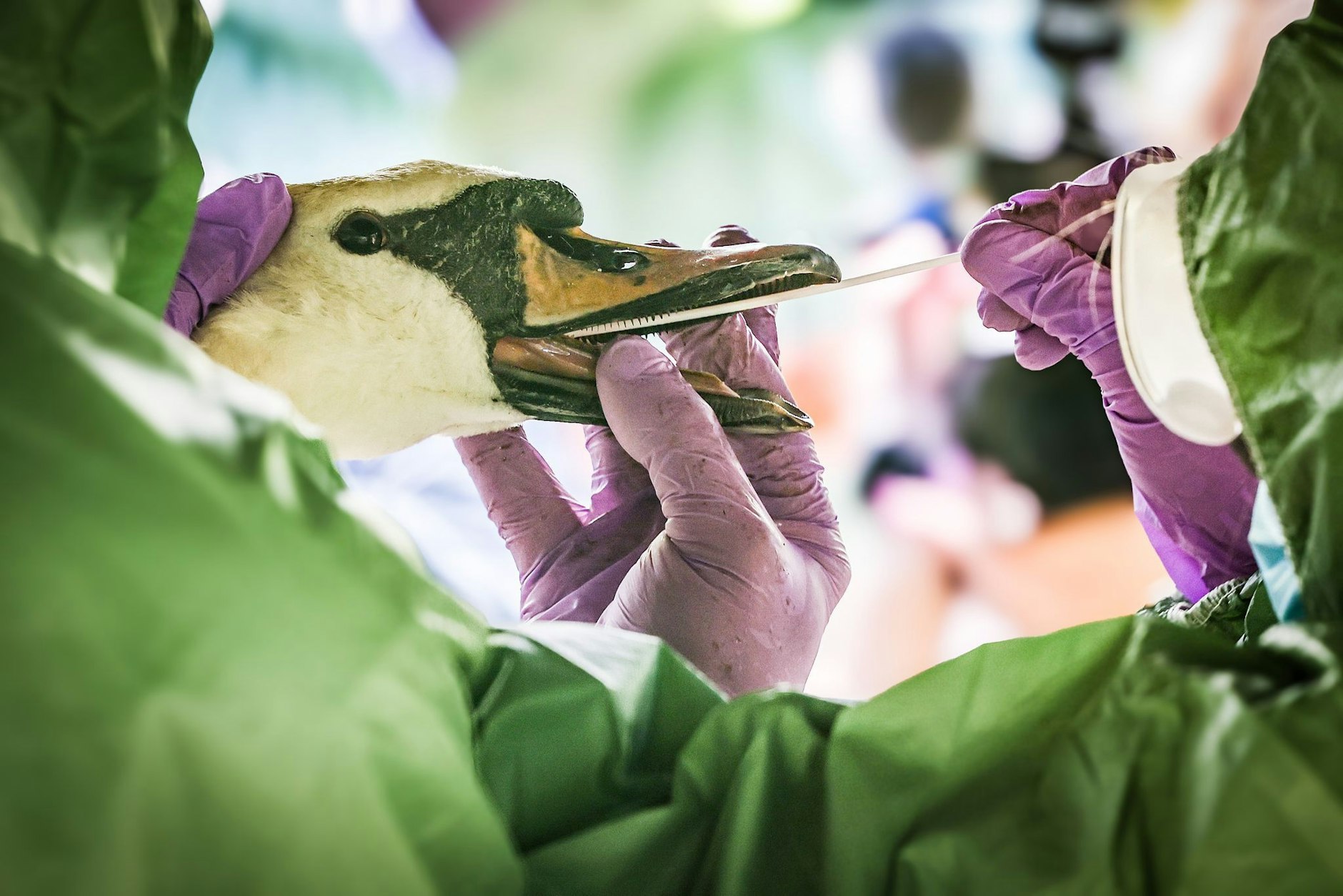 Eine Veterinärin entnimmt einem Schwan eine Probe aus dem Mundraum bei einer Tierseuchenübung im nordrhein-westfälischen Hattingen.  