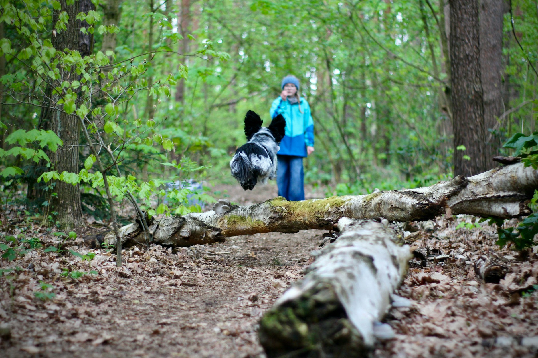 Wenn Billy springt, kommen seine Ohren zur Geltung!