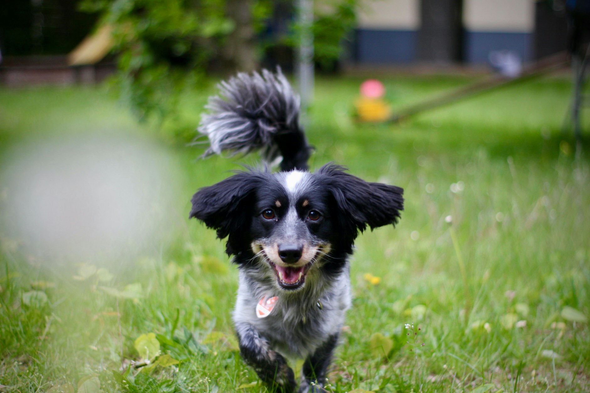 Für die Kamera ist Hündchen Billy sehr gehorsam – aber er kann auch anders.