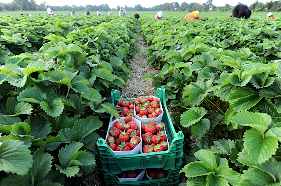 Der Anbau auf dem Feld wird in Brandenburg immer seltener. Das liegt am Klimawandel und den hohen Verlusten.