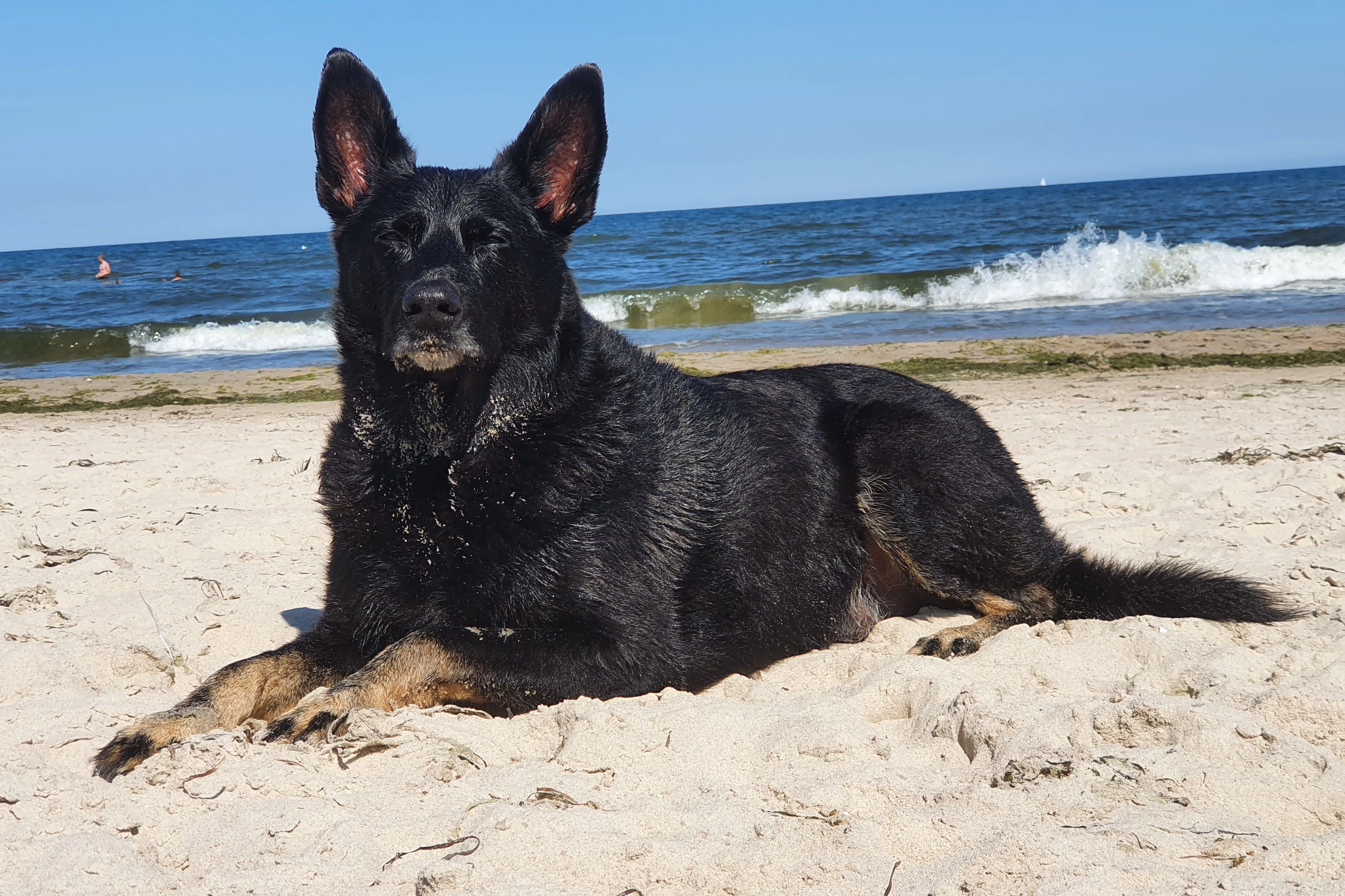 Murphy hat zwar ein gehobenes Alter, aber das trifft nur auf seine Knochen zu. Im Kopf ist er gefühlt noch 5 und glaubt manchmal noch, Bäume ausreißen zu können. Wenn er an der Ostsee ist, dann ist er in seinem Element und seines Zeichens wohl eher Wasserratte. Wind im Fell, Sand und Wasser zwischen den Pfoten, mehr braucht Hund nicht … also Murphy! Sein größtes Glück erlebte er, als Frauchen ihn vor über 13 Jahren aus dem Tierheim adoptierte und sie eine unendliche gegenseitige Liebe gefunden haben.