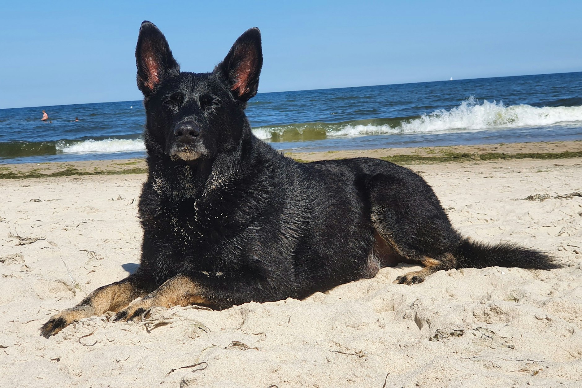 Murphy hat zwar ein gehobenes Alter, aber das trifft nur auf seine Knochen zu. Im Kopf ist er gefühlt noch 5 und glaubt manchmal noch, Bäume ausreißen zu können. Wenn er an der Ostsee ist, dann ist er in seinem Element und seines Zeichens wohl eher Wasserratte. Wind im Fell, Sand und Wasser zwischen den Pfoten, mehr braucht Hund nicht … also Murphy! Sein größtes Glück erlebte er, als Frauchen ihn vor über 13 Jahren aus dem Tierheim adoptierte und sie eine unendliche gegenseitige Liebe gefunden haben.