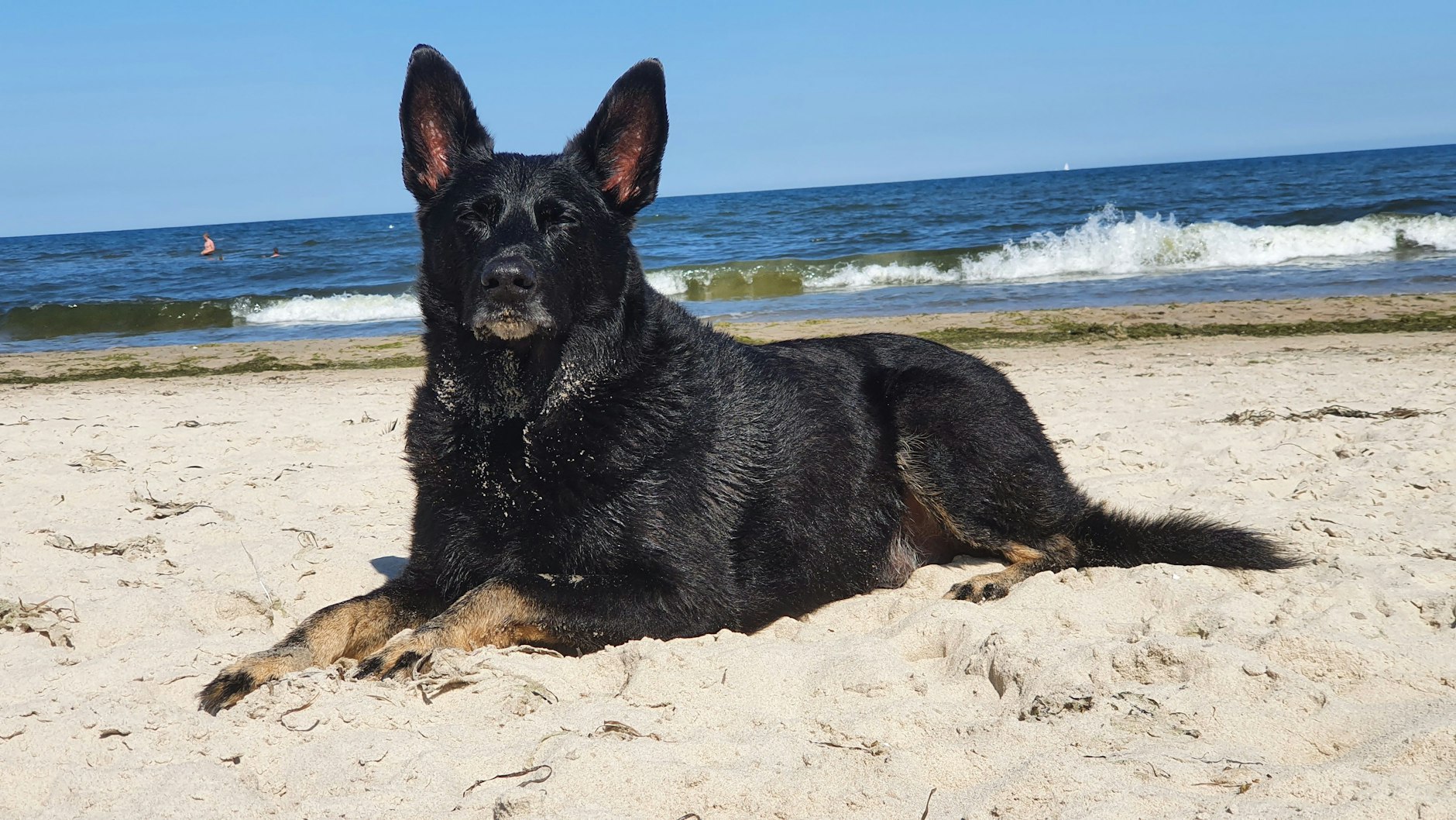 Murphy hat zwar ein gehobenes Alter, aber das trifft nur auf seine Knochen zu. Im Kopf ist er gefühlt noch 5 und glaubt manchmal noch Bäume ausreißen zu können. Wenn wir an der Ostsee sind, dann ist er in seinem Element und seines Zeichen wohl eher Wasser-Ratte. Wind im Fell, Sand und Wasser zwischen den Pfoten, mehr braucht Hund nicht... also Murphy! Sein größtes Glück erlebte er, als Frauchen ihn vor über 13 Jahren aus dem Tierheim adoptierte und sie eine unendliche gegenseitige Liebe gefunden haben.