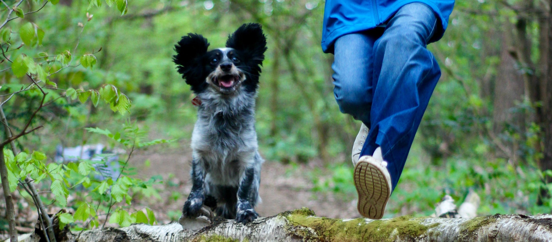 Wenn Billy springt, kommen seine Ohren zur Geltung!
