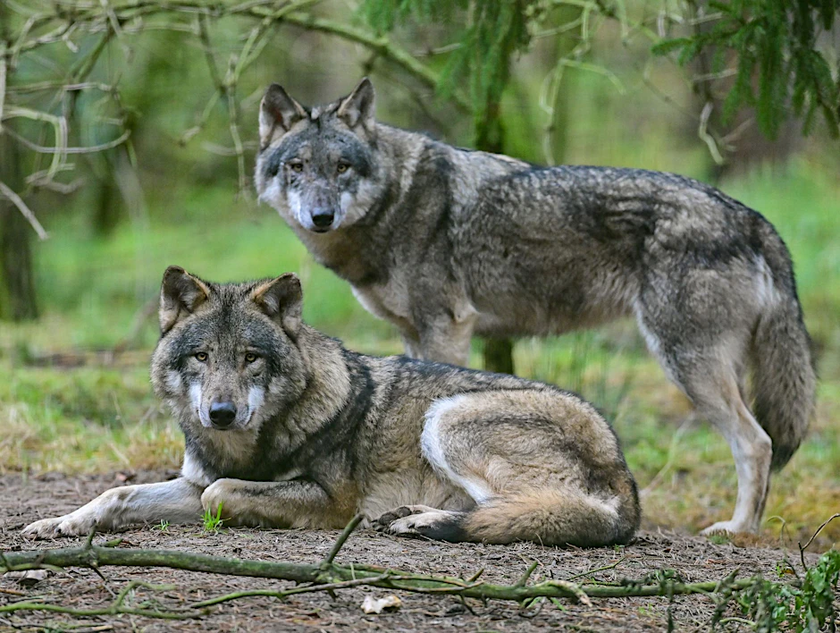 ARCHIV - Zwei Wölfe sind im Gehege im Wildpark Schorfheide zu sehen.  a