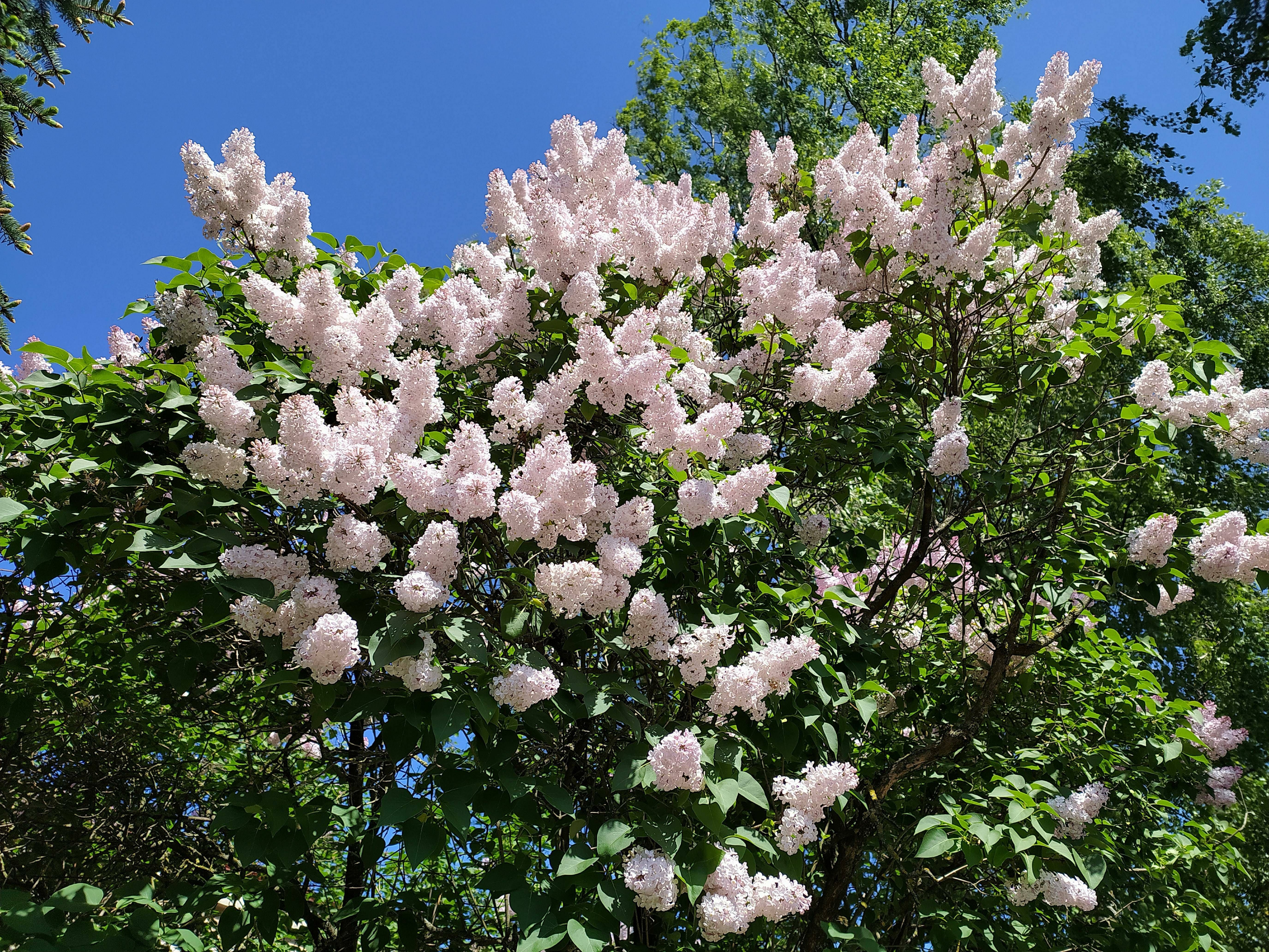 Ärger im Mai! Warum wir uns dennoch auf den Wonnemonat freuen sollten