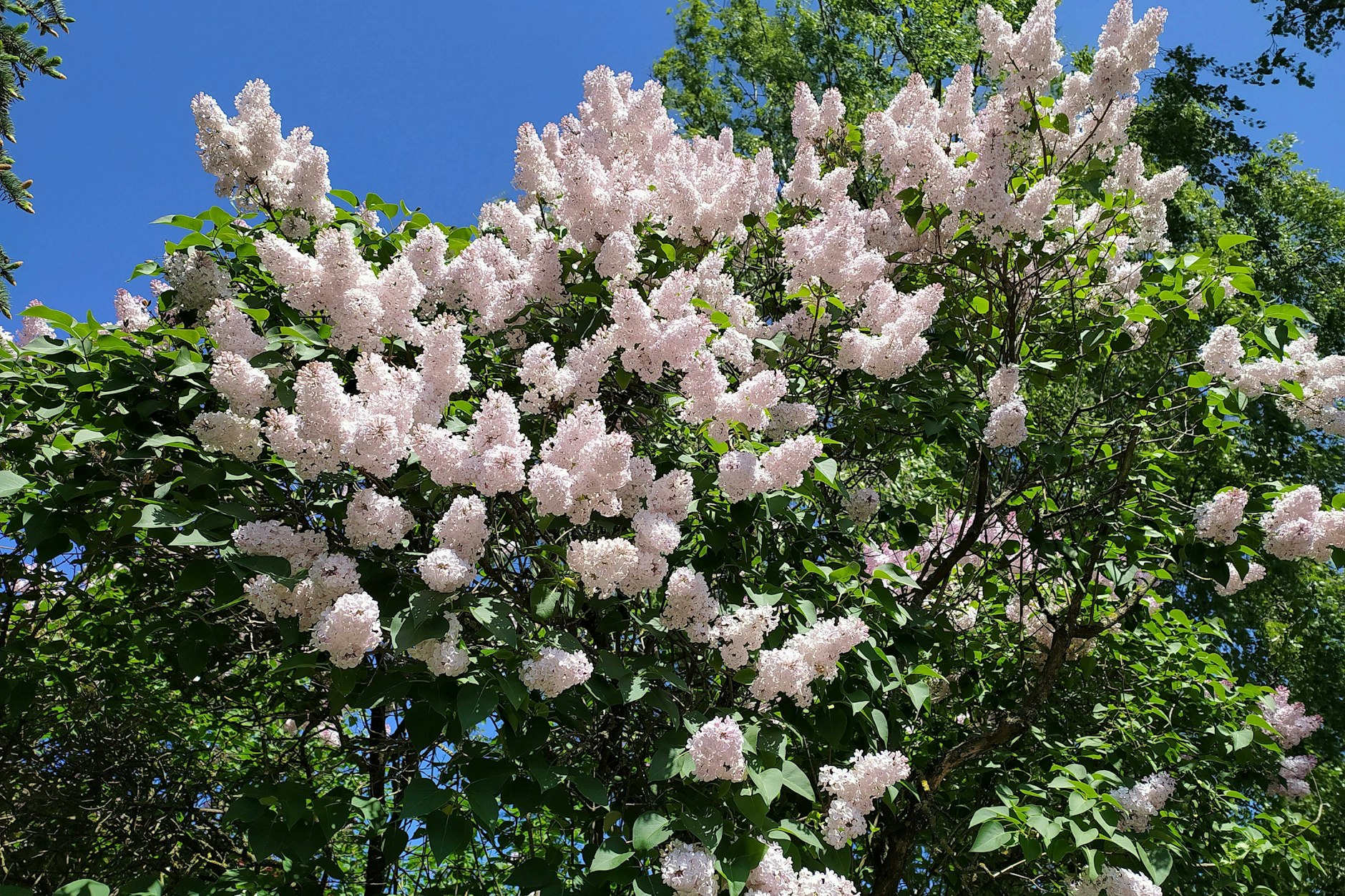 Egal, wie uns die Politik im Mai ärgern will: Trotzdem sollten wir uns am Wonnemonat erfreuen, der die Natur so schön aufblühen lässt.