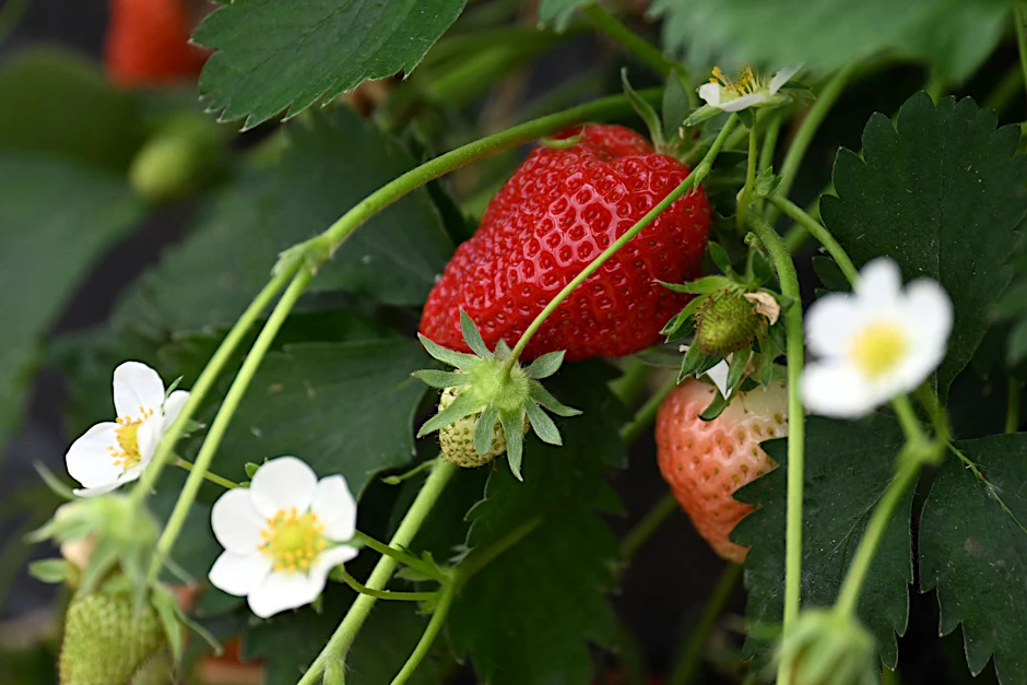 ARCHIV - Reife Erdbeeren hängen in einem Folientunnel an den Erdbeerpflanzen.  