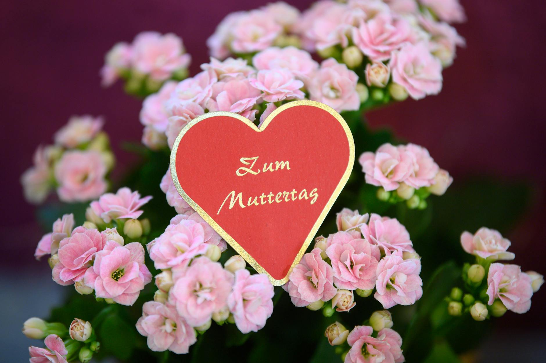 Gut eine Milliarde Euro geben Verbraucher in Deutschland für Muttertagsgeschenke aus (Symbolbild).