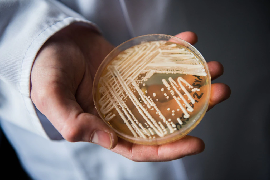 Candida auris: Krankmachender Pilz in Deutschland auf dem Vormarsch