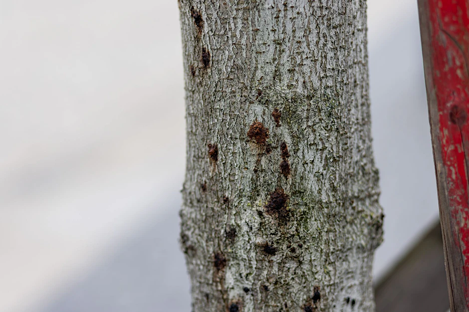 ARCHIV - Ein erkrankter Baum ist in der Innenstadt von Freiburg zu sehen. Aufgrund extremer werdender Klimabedingungen sind Bäume immer mehr biotischen und abiotischen Stressfaktoren ausgesetzt und dadurch anfällig für Schaderreger.  
