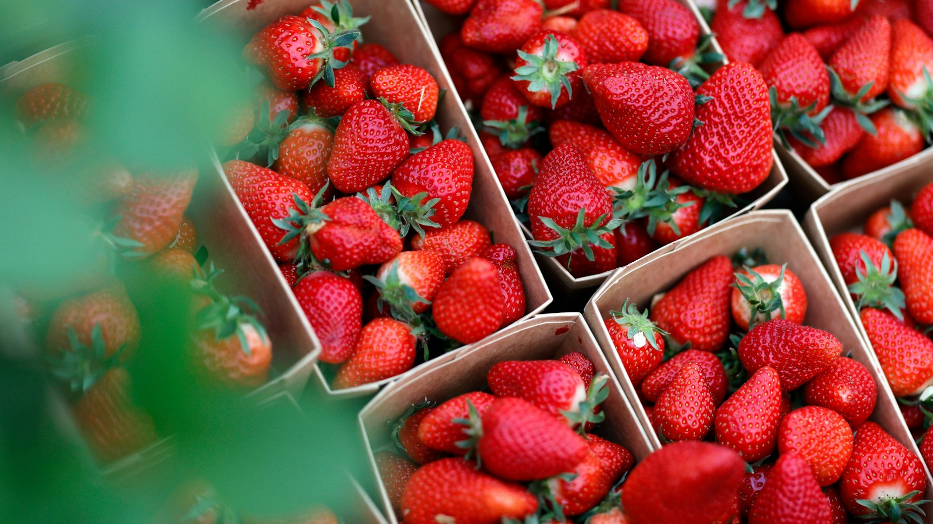 Mit einem simplen Trick bleiben Erdbeeren länger frisch.