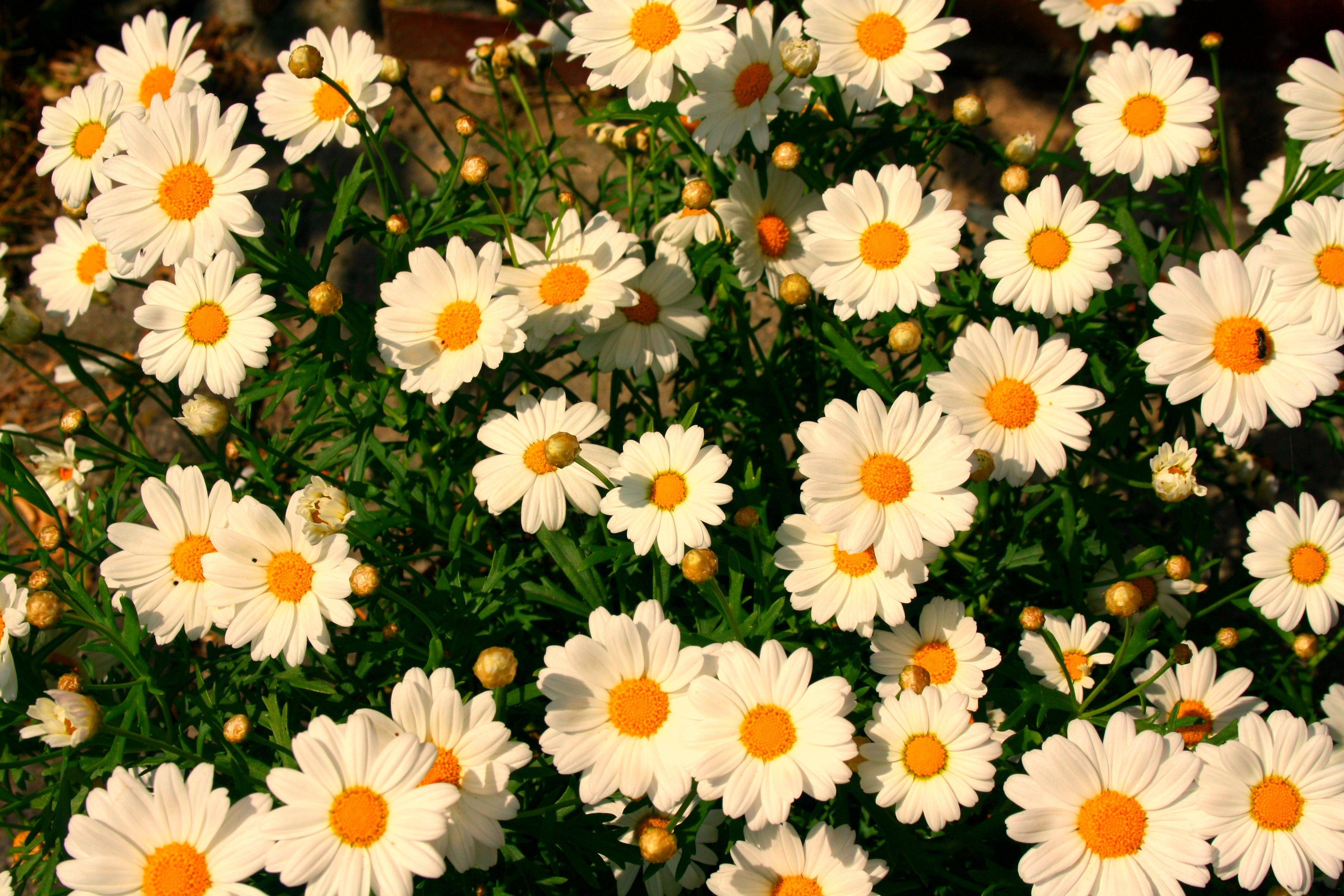 Margeriten pflegen in fünf Schritten – plus drei geniale Hausmittel